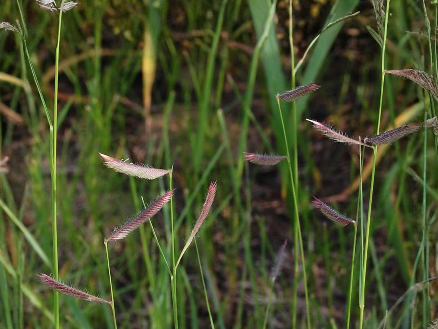 Blue Grama Grass Seeds | Ornamental Bouteloua gracilis for Gardens & Natural Landscapes | 100 Seeds