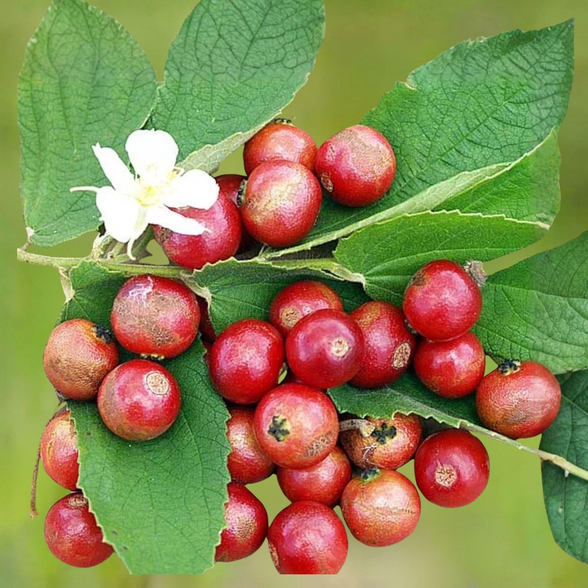 Jamaican Cherry Rooted Cutting, Strawberry Tree, Muntingia calabura, Tropical Fruit Plant, Edible Berry, Fast-Growing Tree