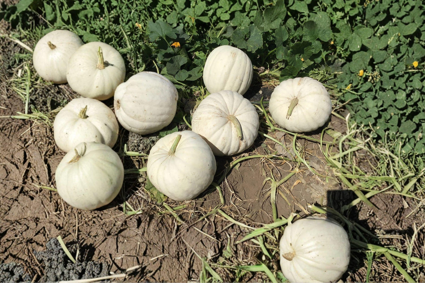 Super Moon White Pumpkin Seeds - Heirloom, High Yield, Easy Grow, 2016 AAS Winner, Ornamental & Edible Pumpkin Seeds