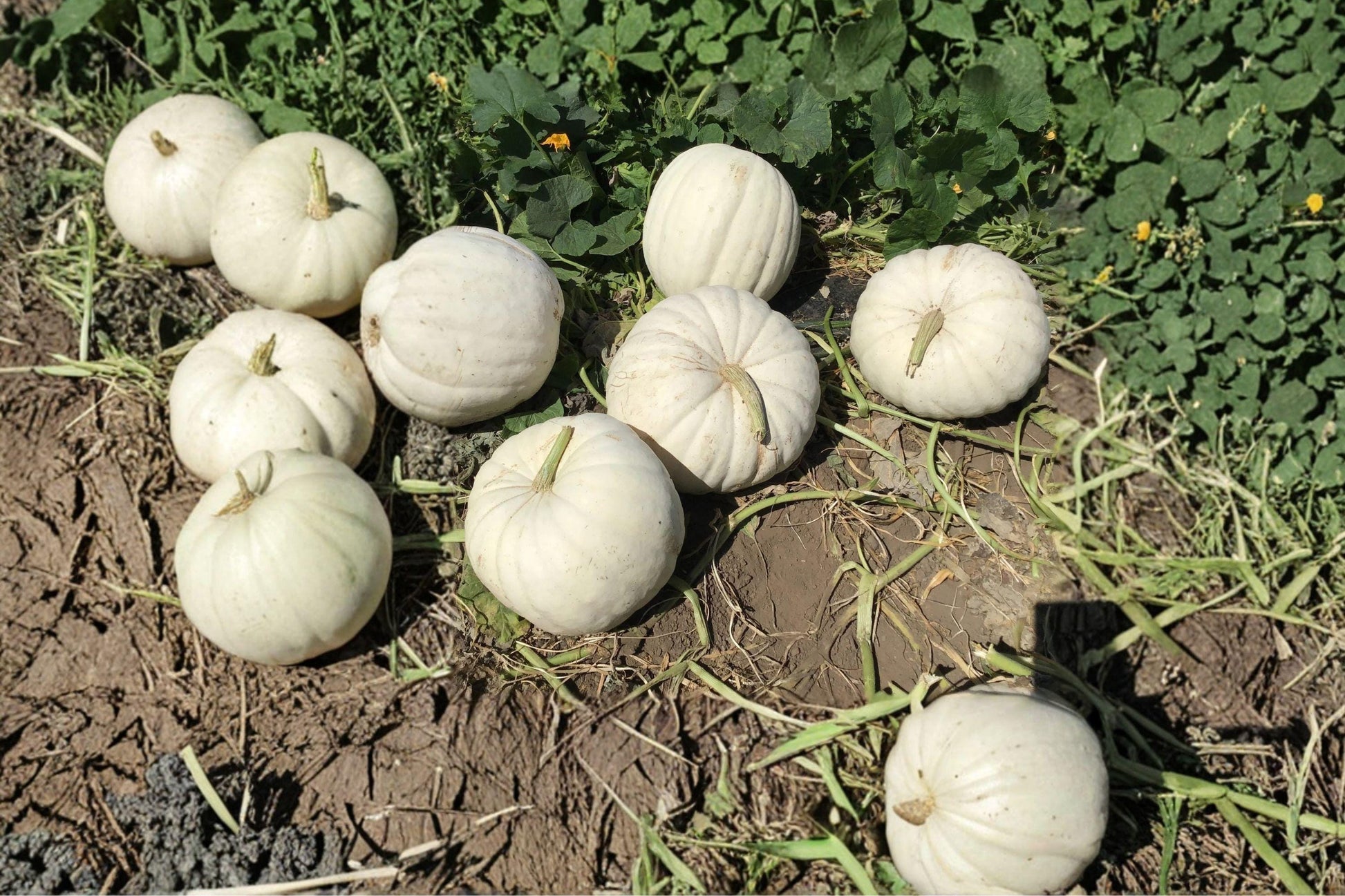 Super Moon White Pumpkin Seeds - Heirloom, High Yield, Easy Grow, 2016 AAS Winner, Ornamental & Edible Pumpkin Seeds