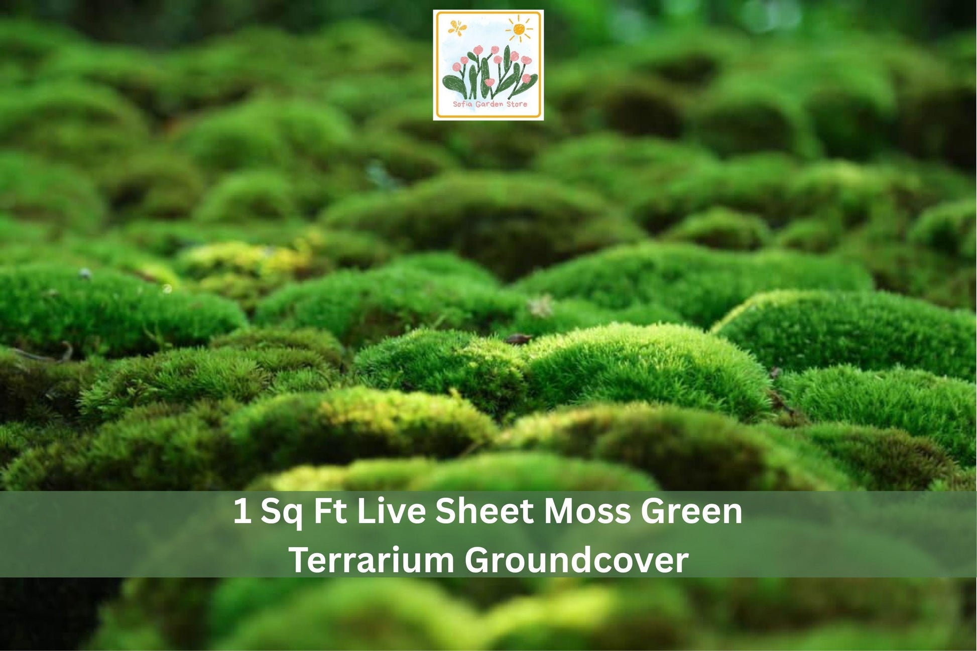 Live Sheet Moss Groundcover 1 sq ft Green Indoor Outdoor for Terrariums & Gardens, Natural Shade Plant