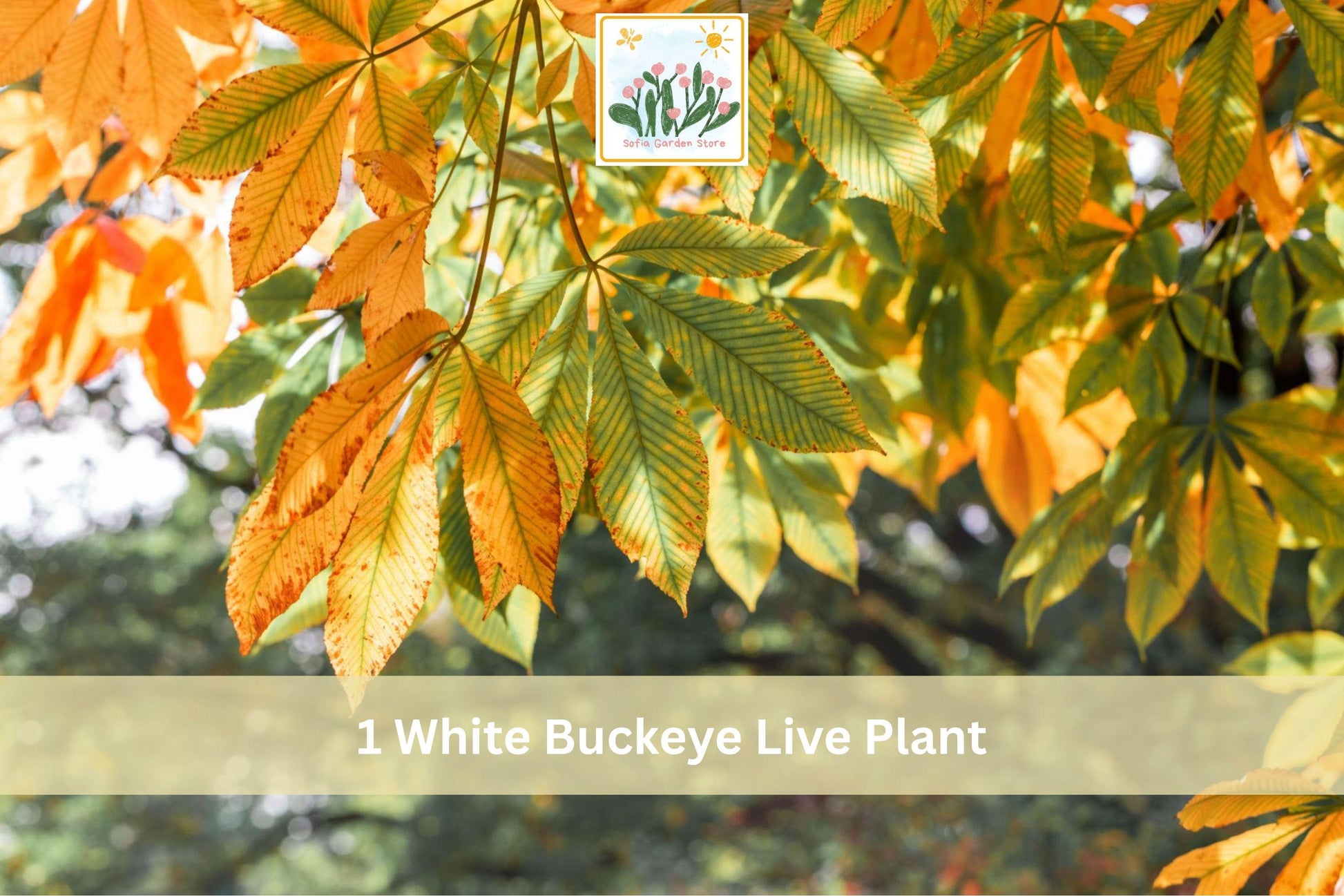 White Buckeye Bare Root Tree - Aesculus spp. Live Plant, Seasonal Flowering, Hardy Landscape Tree