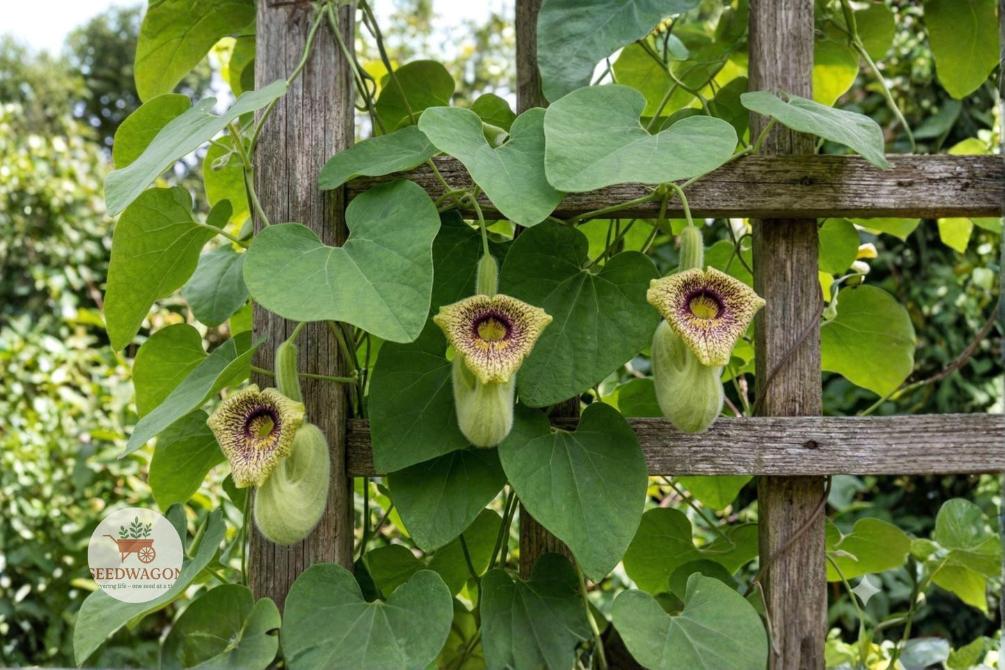 wooly dutchmans pipevine seeds, Aristolochia vine seeds, native climbing plant, pollinator garden seeds, butterfly host plant, perennial vine seeds, yellow-green flowers seeds, trellis climbing vine, arbors garden seeds, butterfly attractant seeds, shade tolerant vine seeds, moist soil plant seeds, fast-growing garden vine