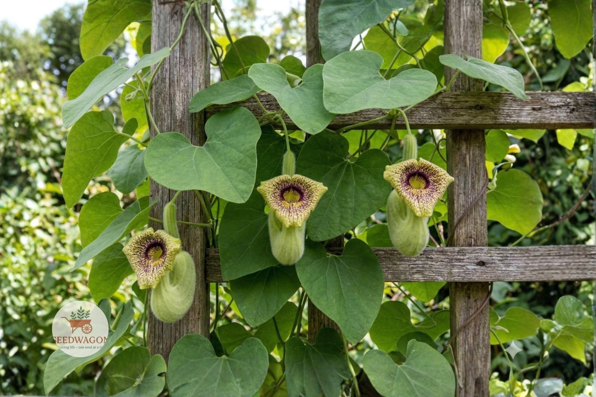 wooly dutchmans pipevine seeds, Aristolochia vine seeds, native climbing plant, pollinator garden seeds, butterfly host plant, perennial vine seeds, yellow-green flowers seeds, trellis climbing vine, arbors garden seeds, butterfly attractant seeds, shade tolerant vine seeds, moist soil plant seeds, fast-growing garden vine