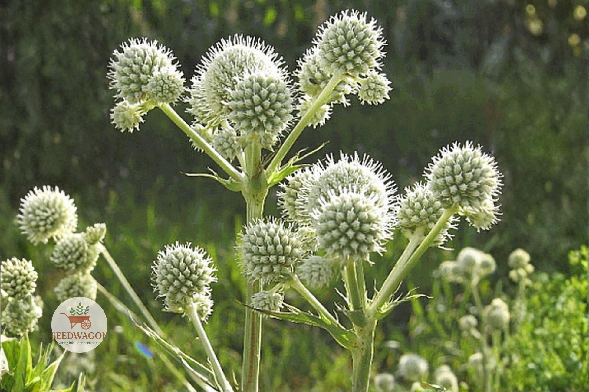 rattlesnake master seeds, native prairie perennial, pollinator garden plant, white spiky flowers, drought tolerant plant, native landscape seeds, perennial flower seeds, bee attracting plant, butterfly garden plant, tall prairie plant, architectural garden plant, dry soil plant, long-lasting perennial