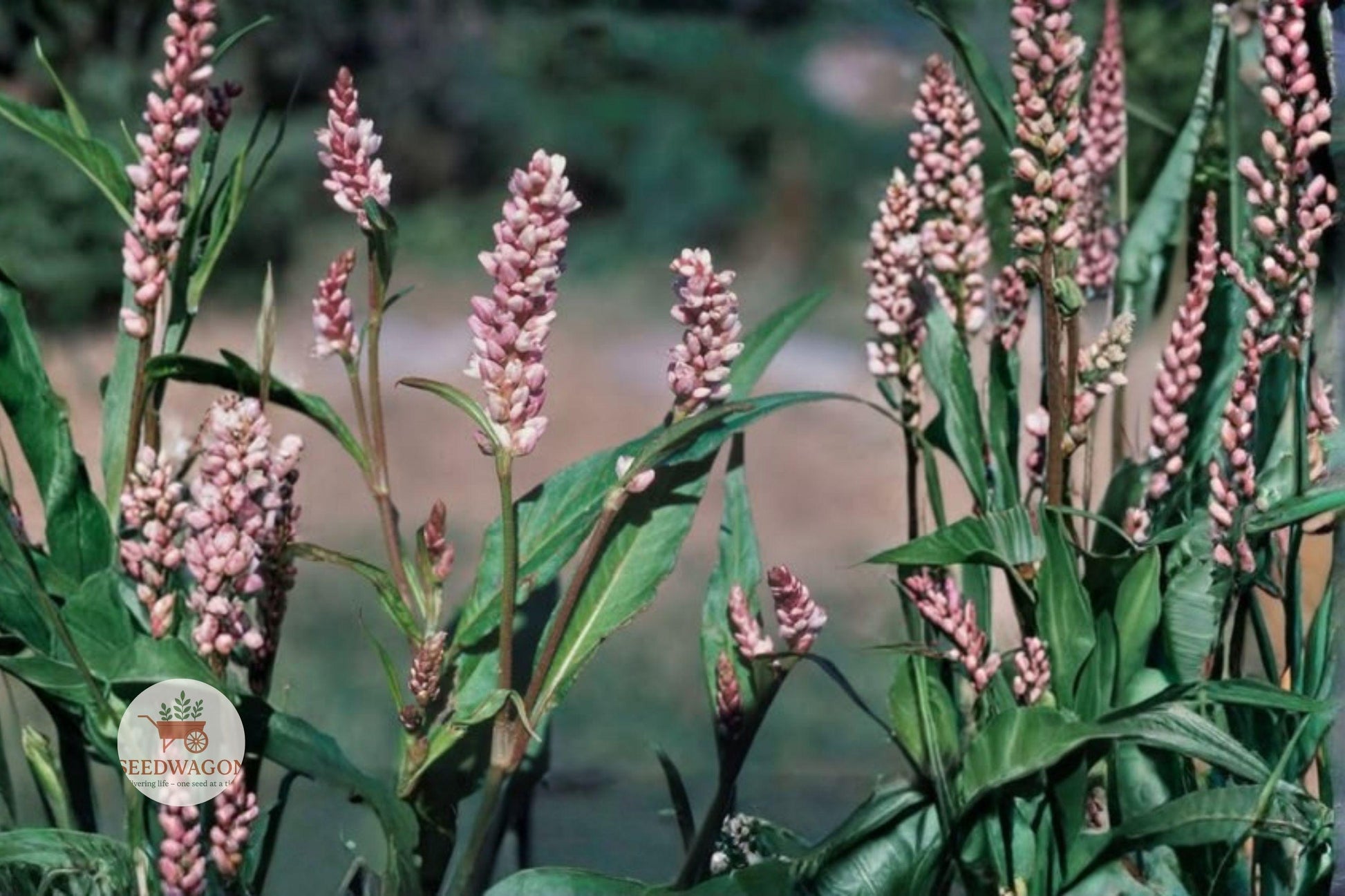 Pinkweed seeds,Persicaria wildflower,Native pollinator plant,Pink flower seeds,Easy grow wildflower,Moist soil plant,Summer bloom seeds,Butterfly attractant,Bee friendly seeds,Wildflower meadow seeds,Low maintenance plant,Annual garden seeds,Naturalized landscape plant