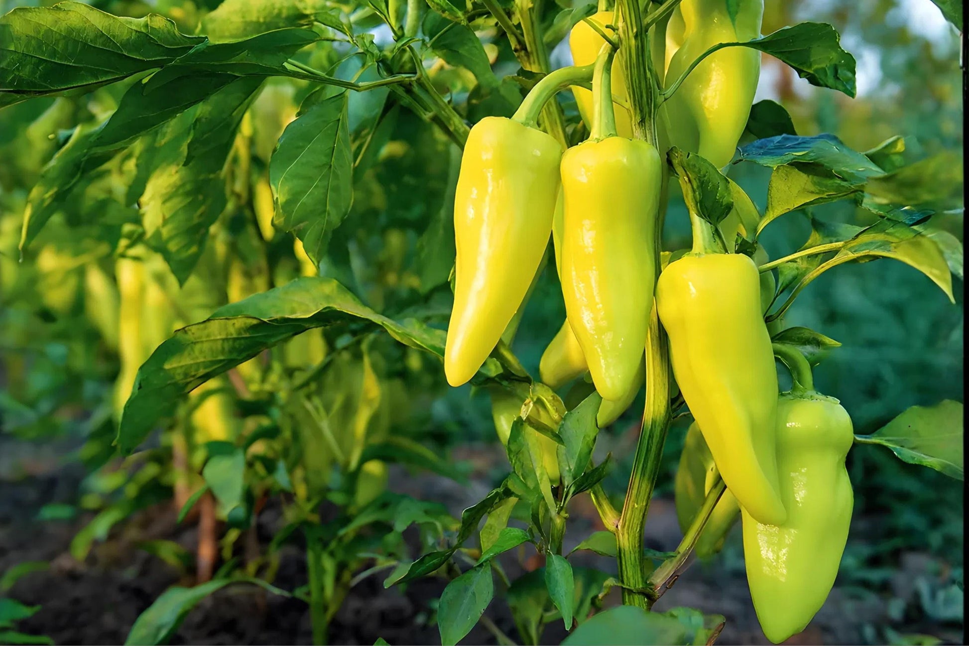 Cubanelle Pepper Seeds (25) | Sweet Italian Mild Pepper, Capsicum annuum, Elongated Light Green to Red Fruits