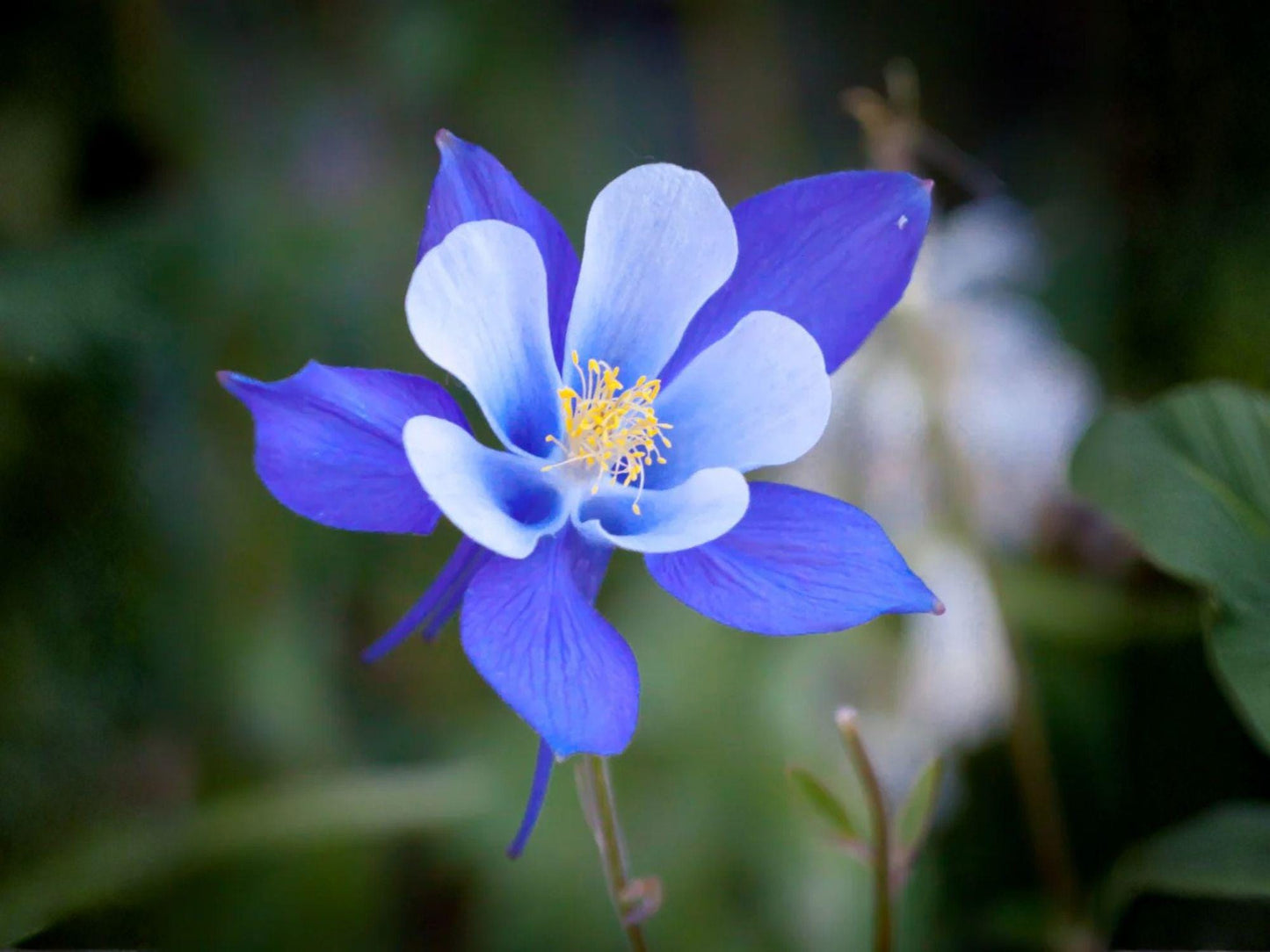 Aquilegia caerulea Blue Rocky Mountain Columbine Seeds - Heirloom Non-GMO Pollinator Wildflower for Shade Gardens
