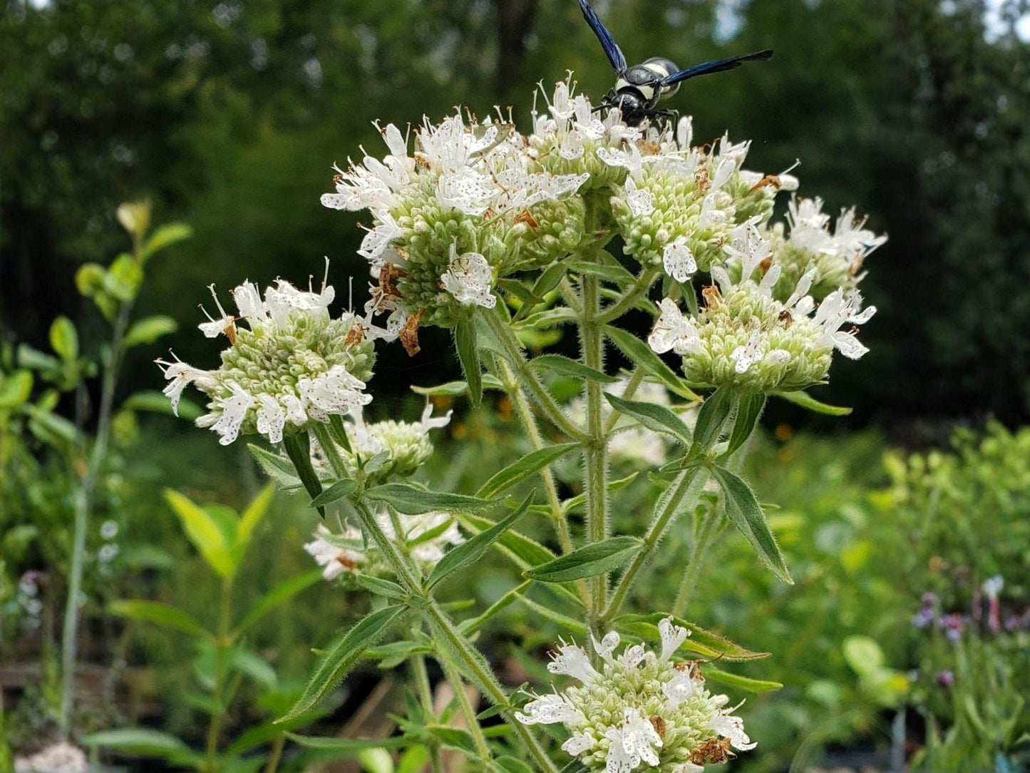 Hairy Mountain Mint Seeds – Heirloom Native Pollinator Herb Garden Plant – Pycnanthemum pilosum