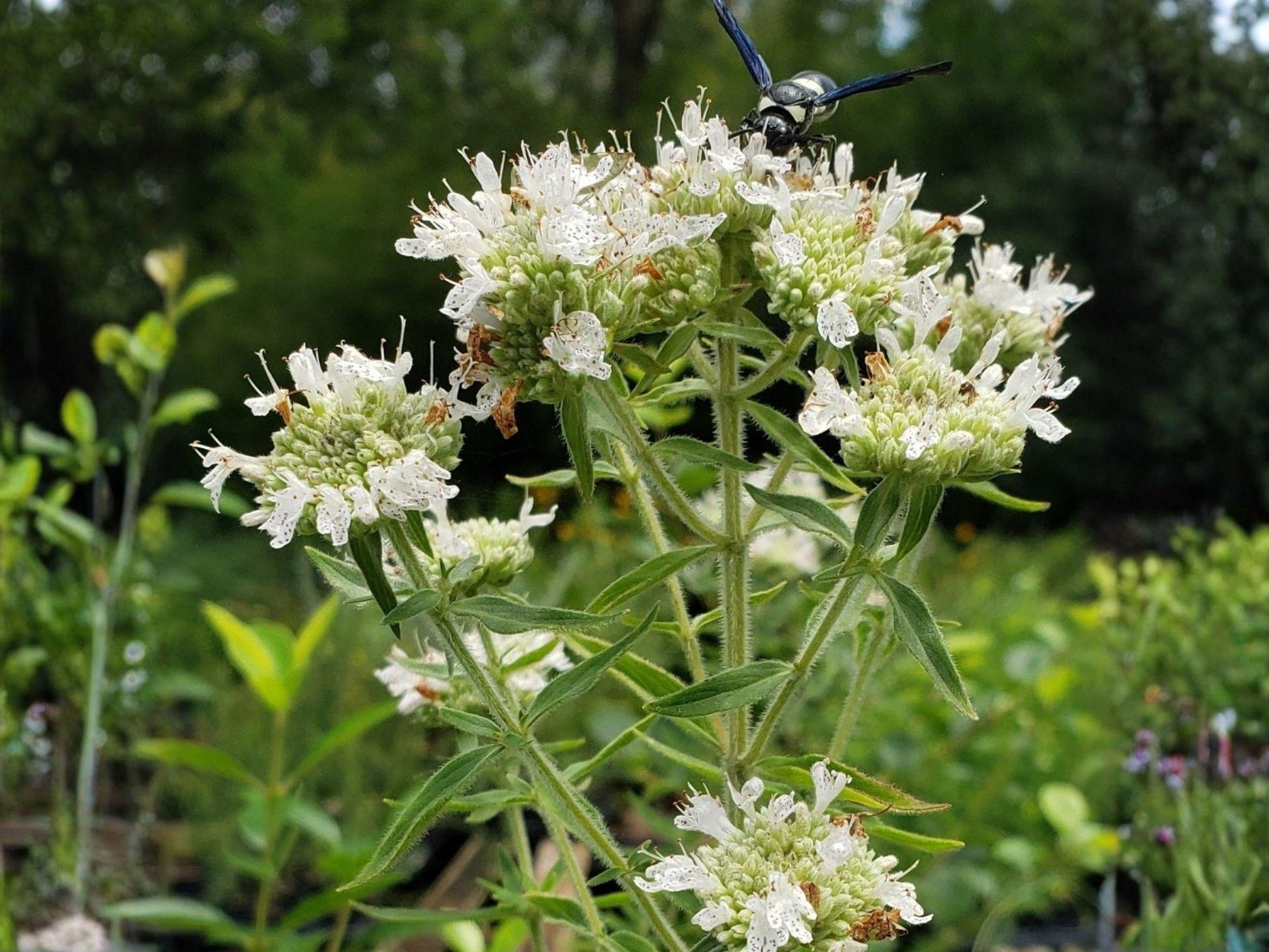 Hairy Mountain Mint Seeds – Heirloom Native Pollinator Herb Garden Plant – Pycnanthemum pilosum