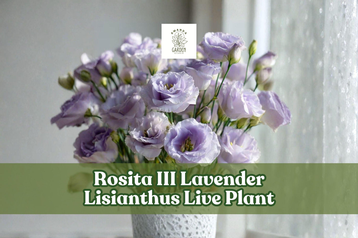 Rosita III Lavender Lisianthus Live Plant | Eustoma grandiflorum Starter Plug for Containers & Gardens