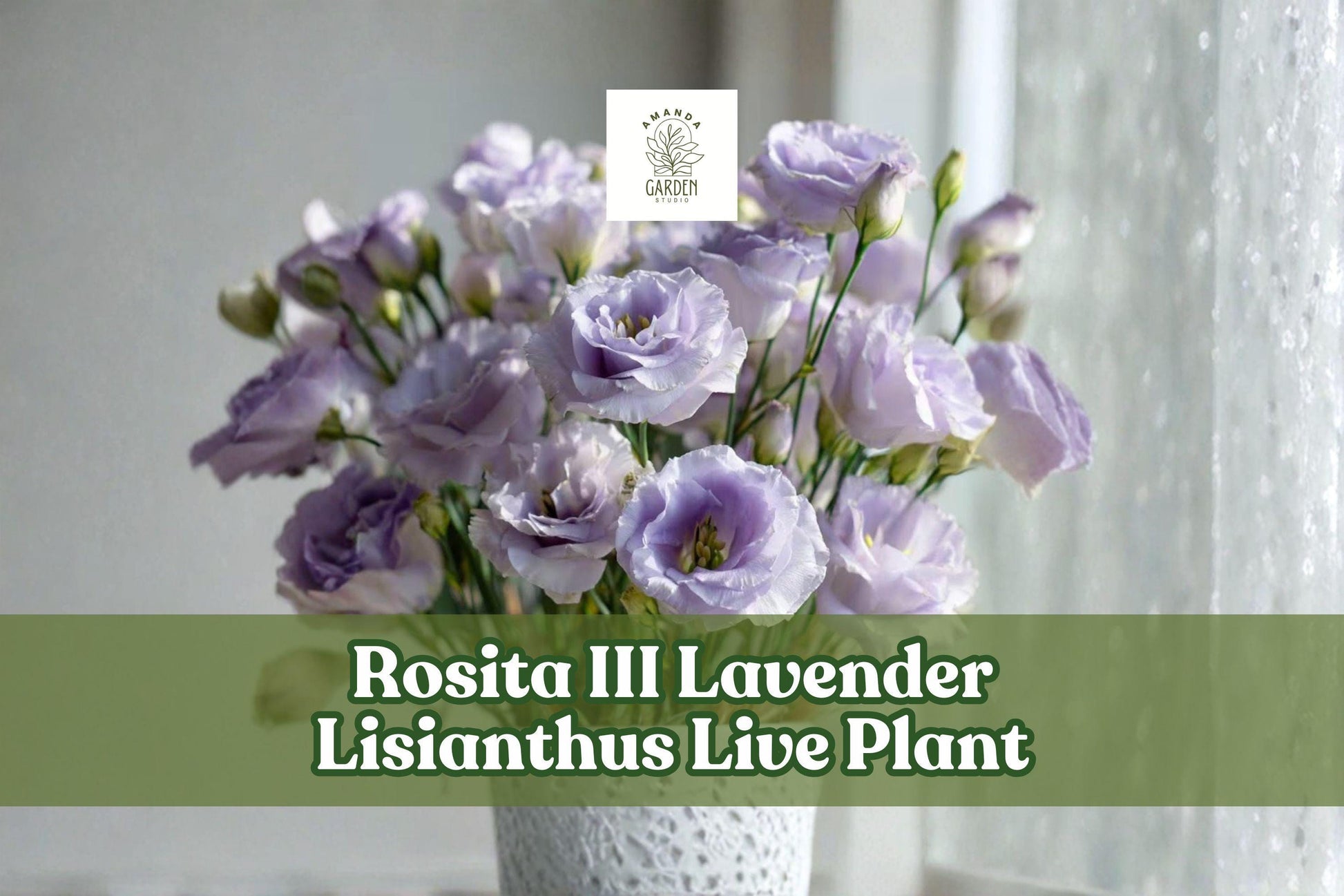 Rosita III Lavender Lisianthus Live Plant | Eustoma grandiflorum Starter Plug for Containers & Gardens