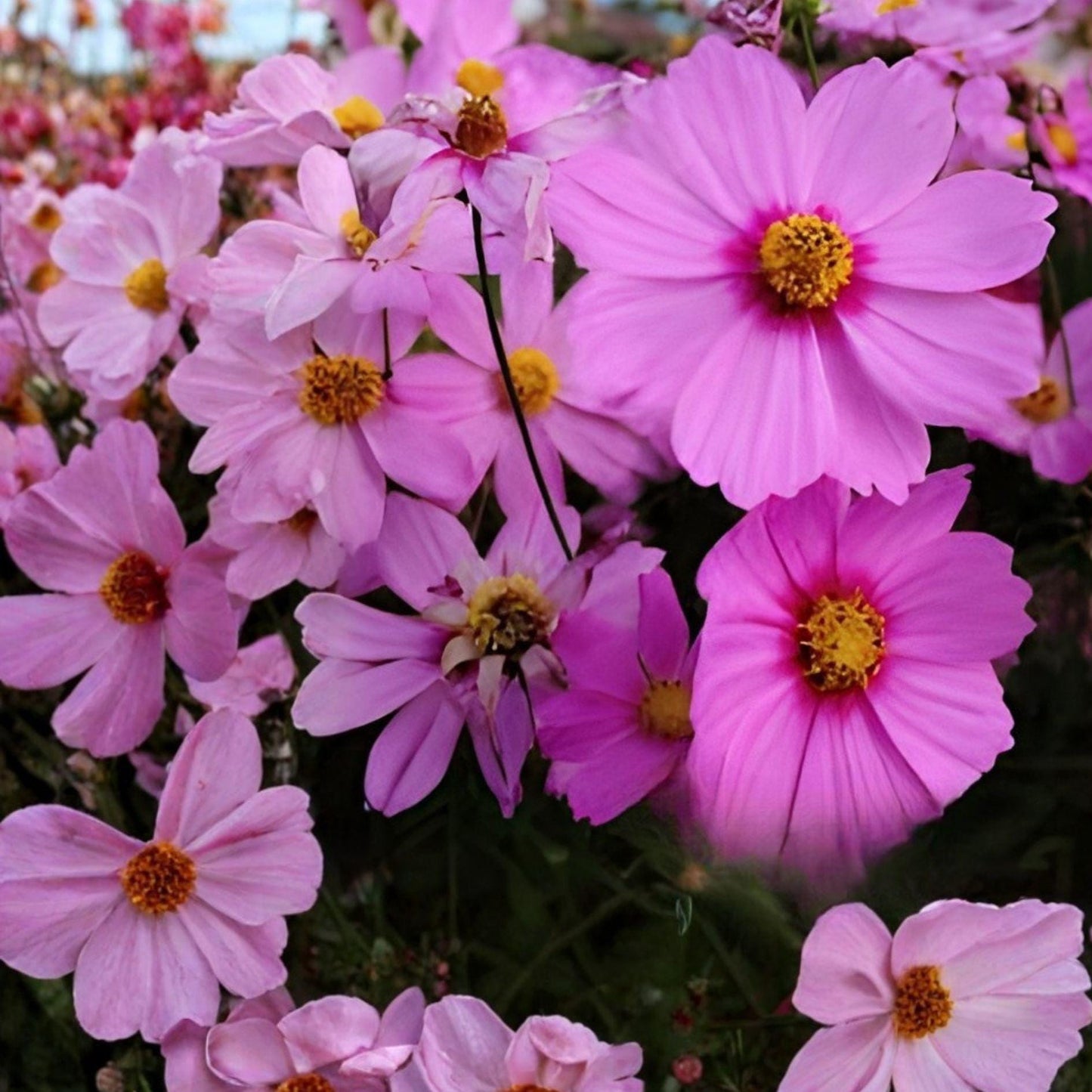 Cosmos bipinnatus Sensation Radiance Live Plant – Pink Purple Summer Bloom Garden Flower