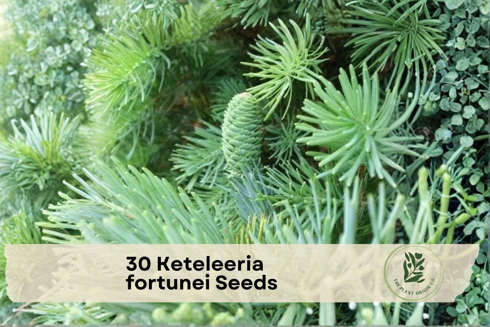 Keteleeria fortunei Seeds – Evergreen Conifer Tree for Landscaping, Garden, and Outdoor Growth