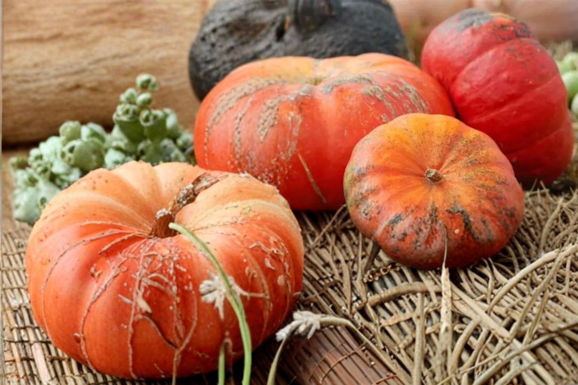 Rouge Vif Pumpkin Seeds – Cucurbita maxima, Ornamental & Culinary, Red-Orange Skin, Vining Vegetable Seed