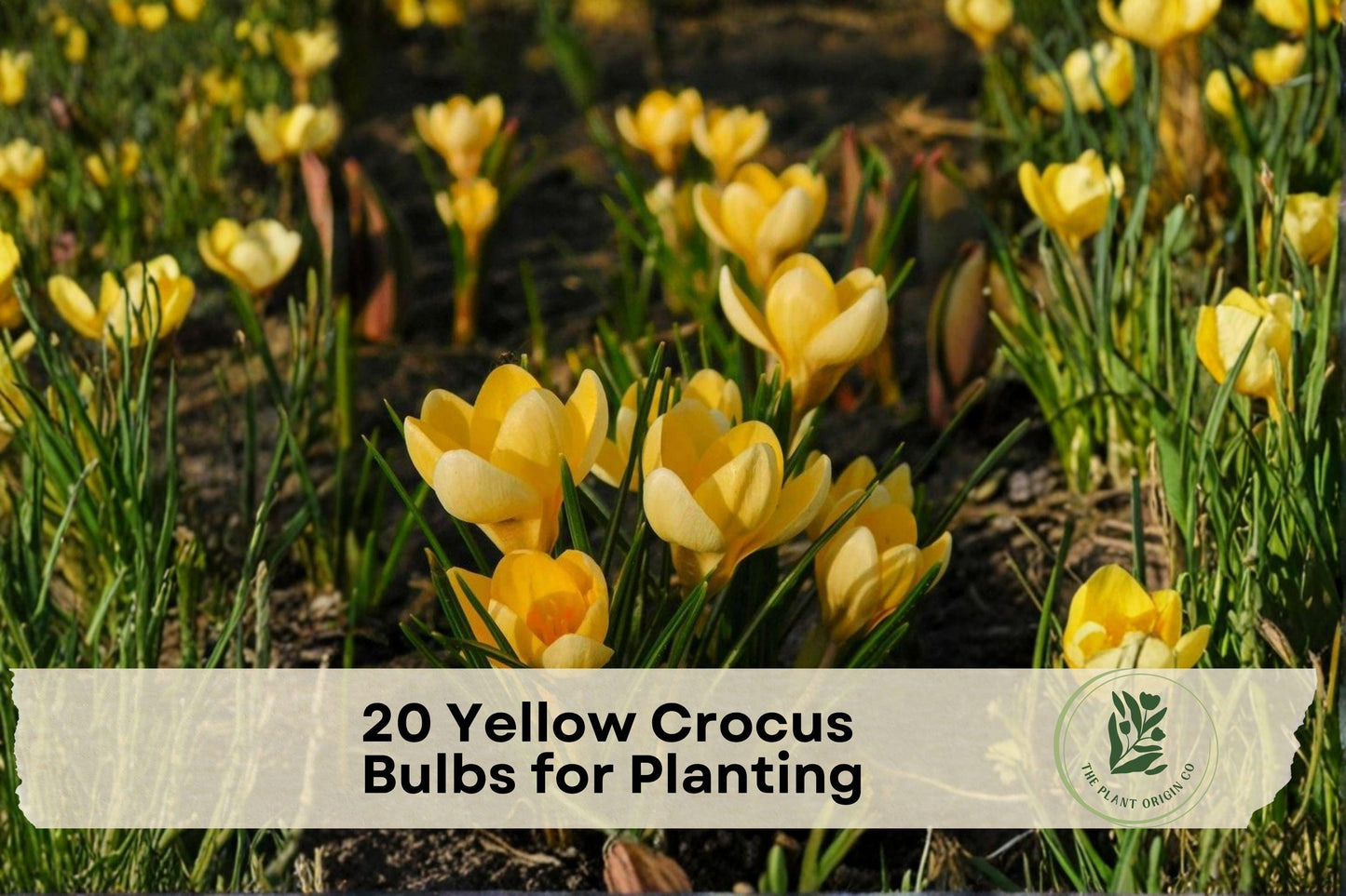 20 Yellow Crocus Bulbs for Planting, Early Spring Blooming, Golden Yellow Flowers, Crocus (Crocus)