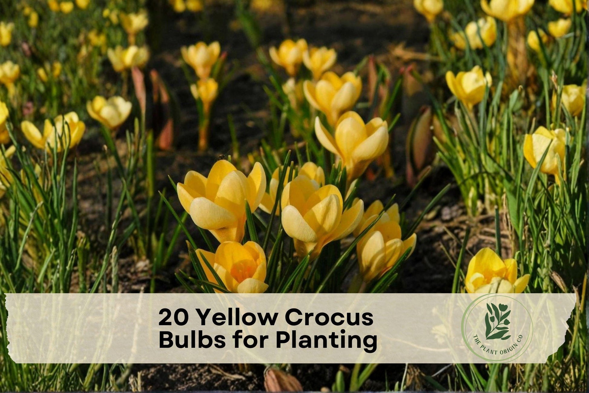 20 Yellow Crocus Bulbs for Planting, Early Spring Blooming, Golden Yellow Flowers, Crocus (Crocus)