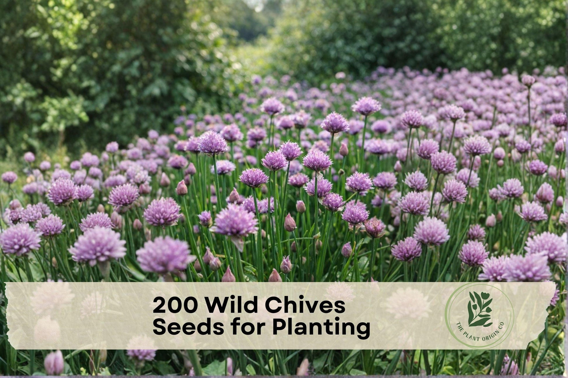 200 Wild Chives Seeds - Allium schoenoprasum Herb Seeds for Cooking, Garnishing, Indoor & Outdoor Gardens