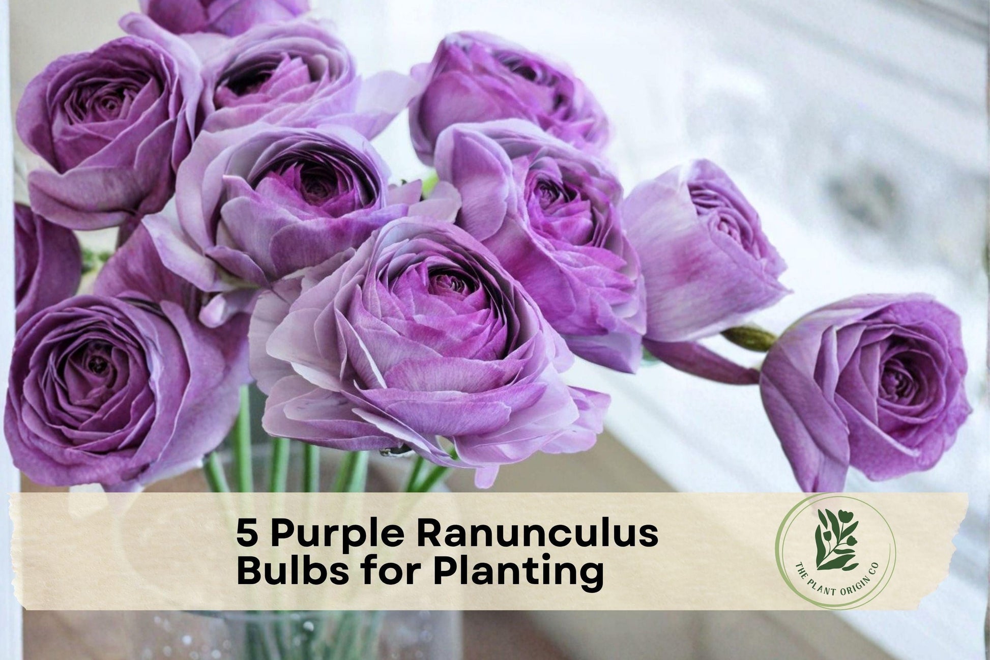Purple Ranunculus Bulbs – 5 Flower Bulbs for Garden, Borders, Containers, Cut Flowers – Ranunculus asiaticus