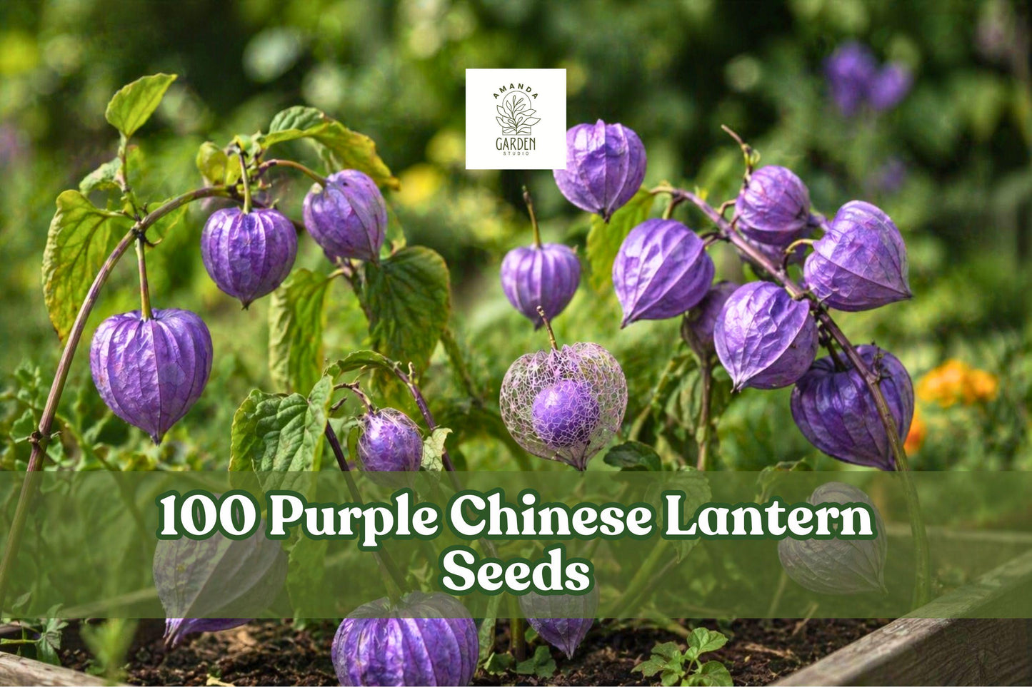 Purple Chinese Lantern Seeds - 100 Pack, Physalis alkekengi, Unique Lantern-Shaped Pods, Ornamental Perennial, Bright Purple, Easy to Grow