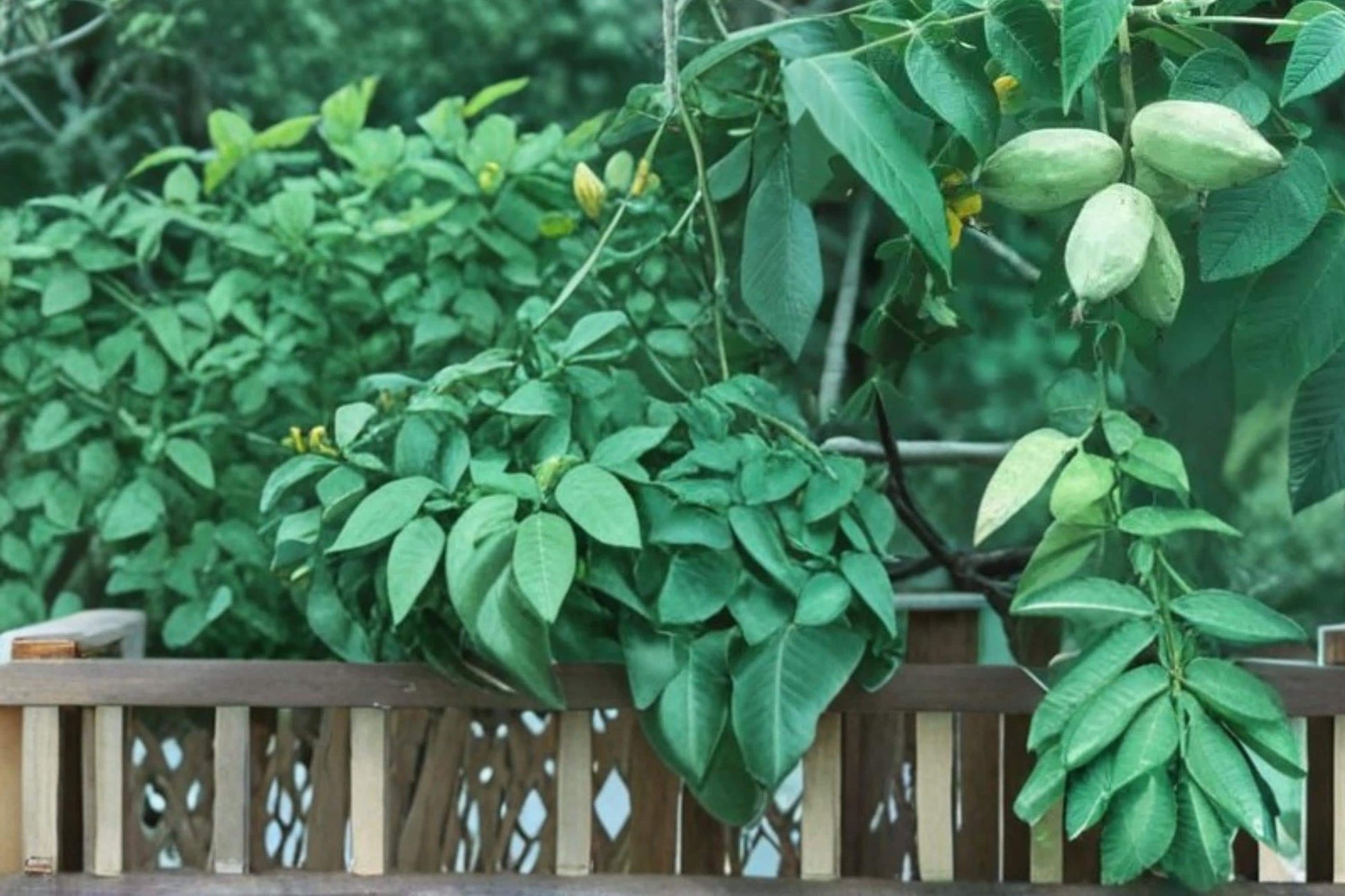 Butternut Tree Seeds – Juglans cinerea – Edible Nut Tree with Broad Canopy for Landscape & Nut Production