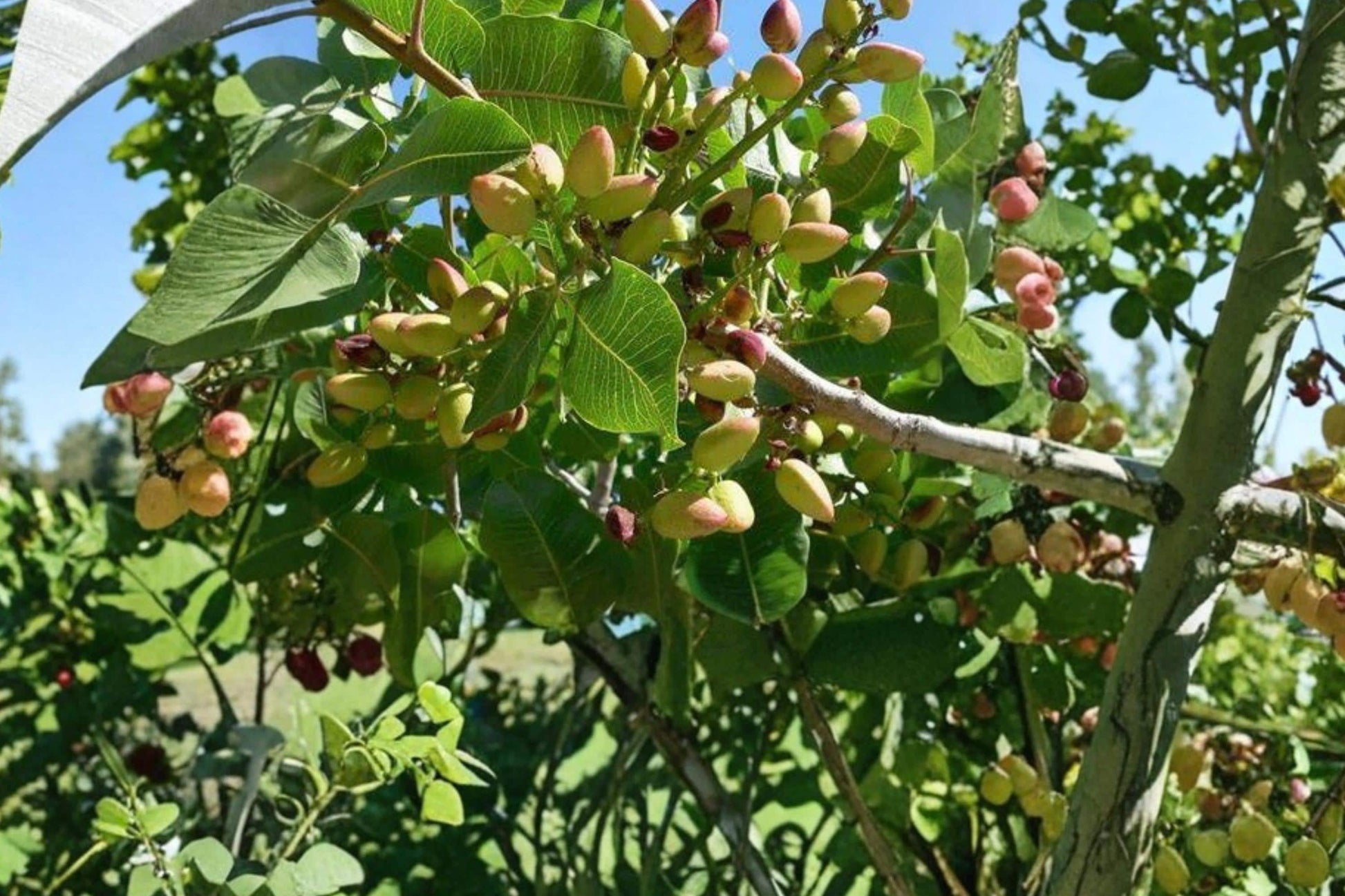 Pistachio Tree Seeds – Pistacia vera Nut Tree for Dry Climates, Edible Pistachios, Full Sun, Well-Drained Soil