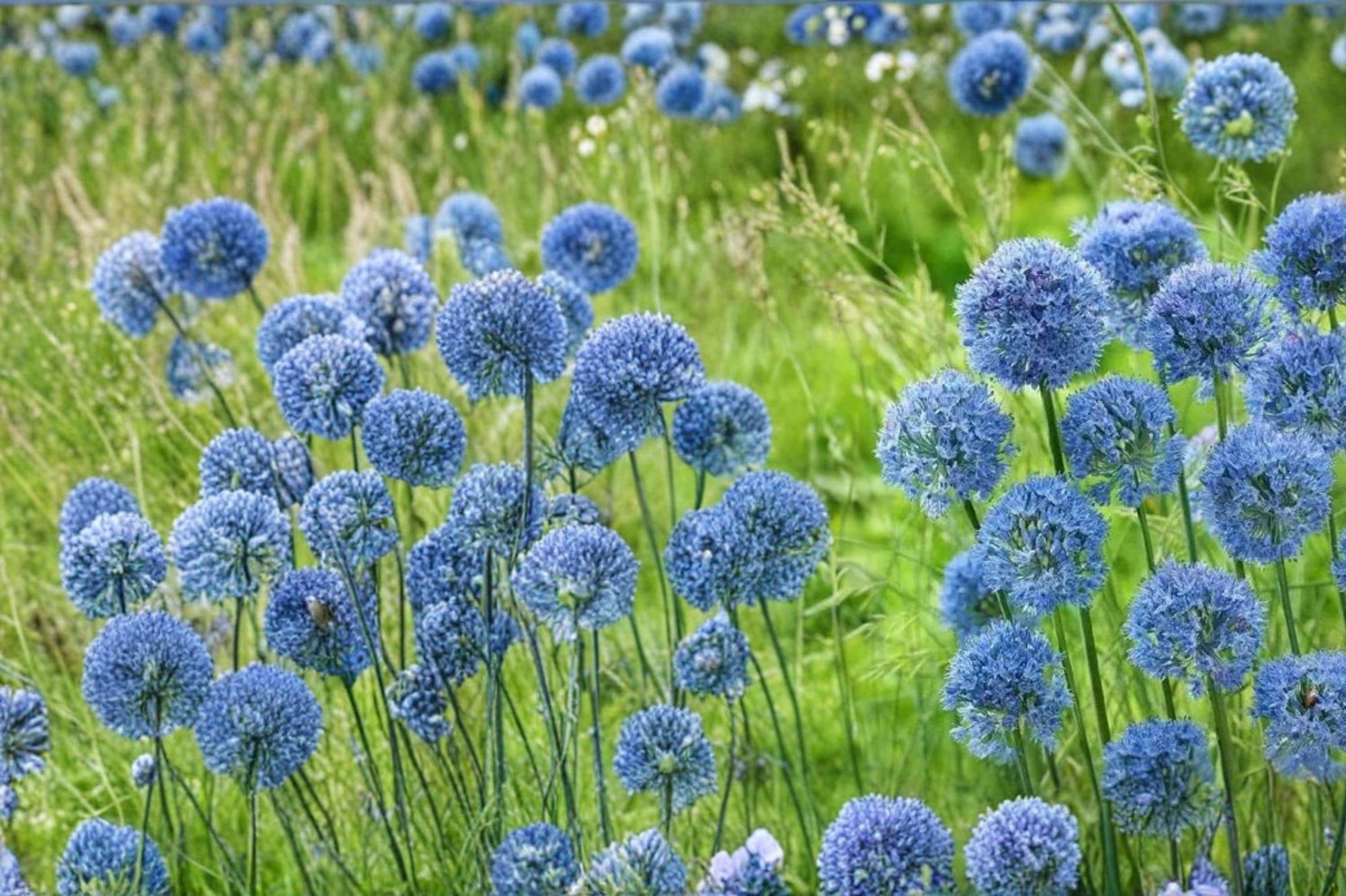 Blue Allium Bulbs – Allium caeruleum, Perennial Flowering Bulb with Blue Globe-Shaped Blooms for Garden Beds and Borders