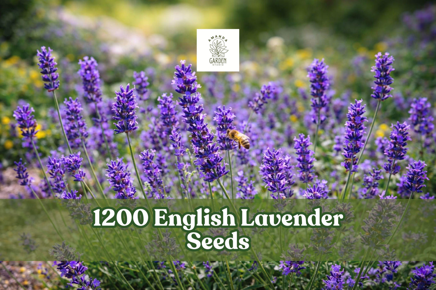 English Lavender Seeds, Lavandula angustifolia Munstead, Aromatic Herb, Purple Blooms, Perennial, Herb Garden, Container Planting