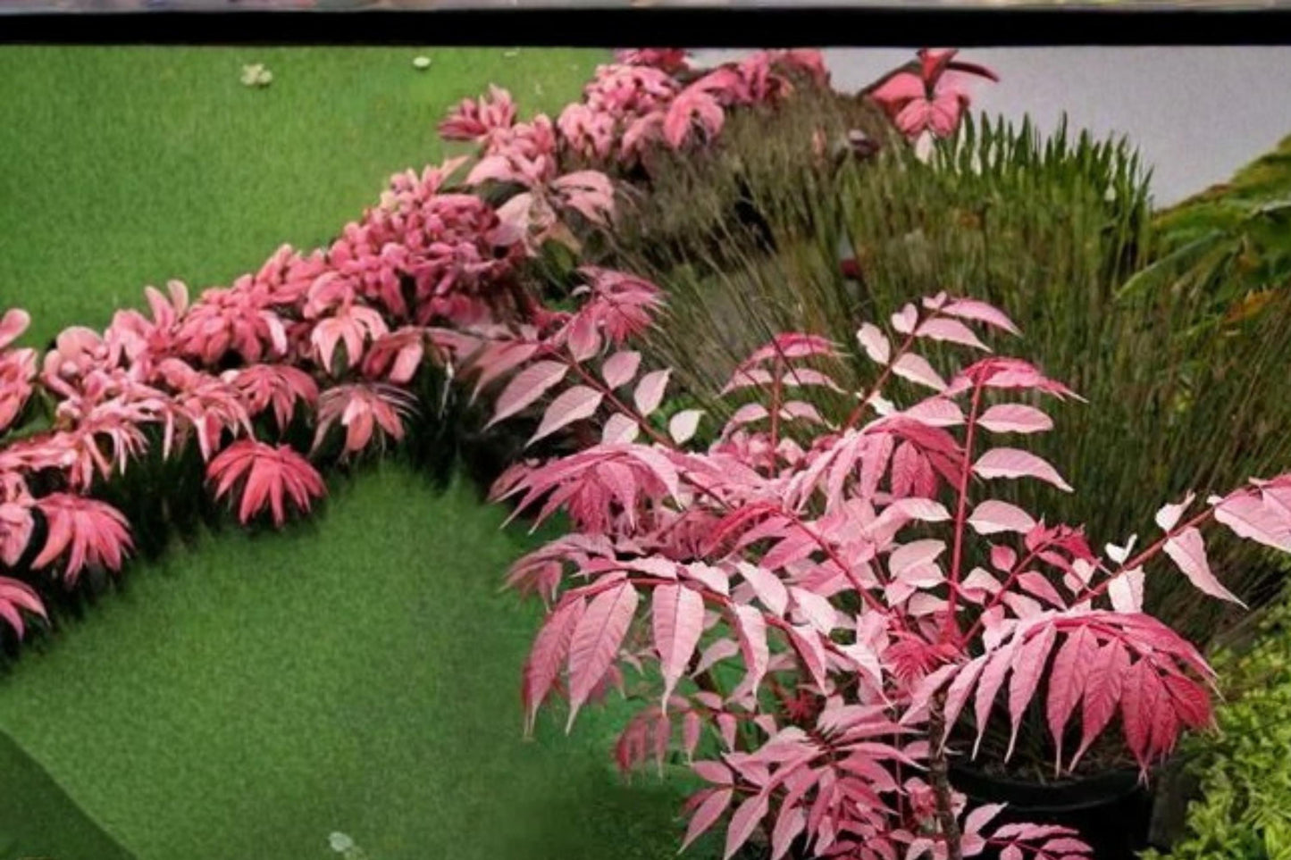 Chinese Toon Tree Seeds – Toona sinensis, Edible Foliage, Ornamental Deciduous Tree, Pink New Growth, Garden Plant