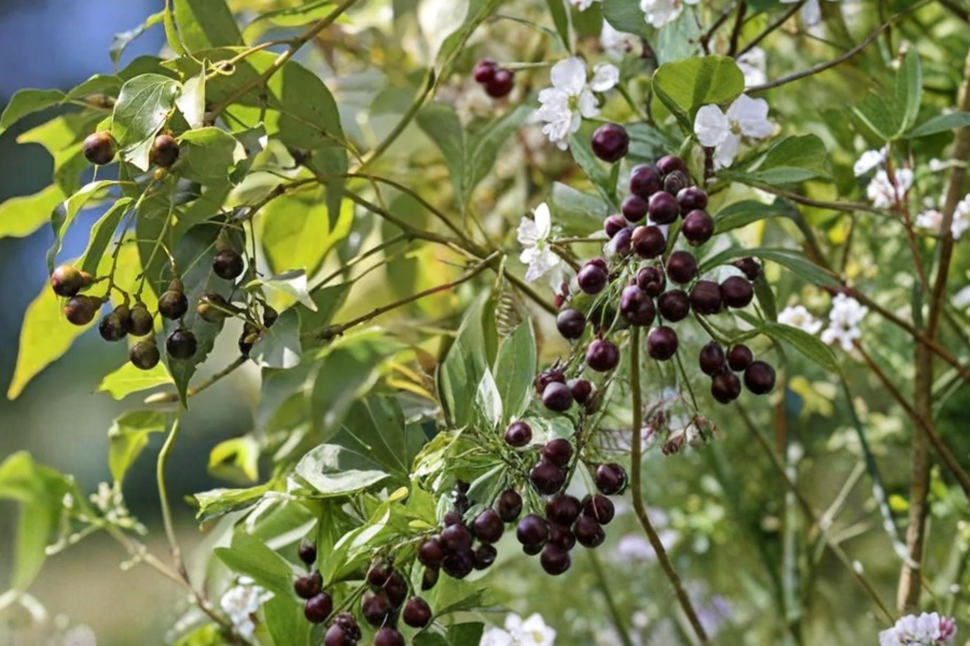 Camphor Tree Seeds – Cinnamomum camphora Evergreen Landscape Tree with Glossy Foliage