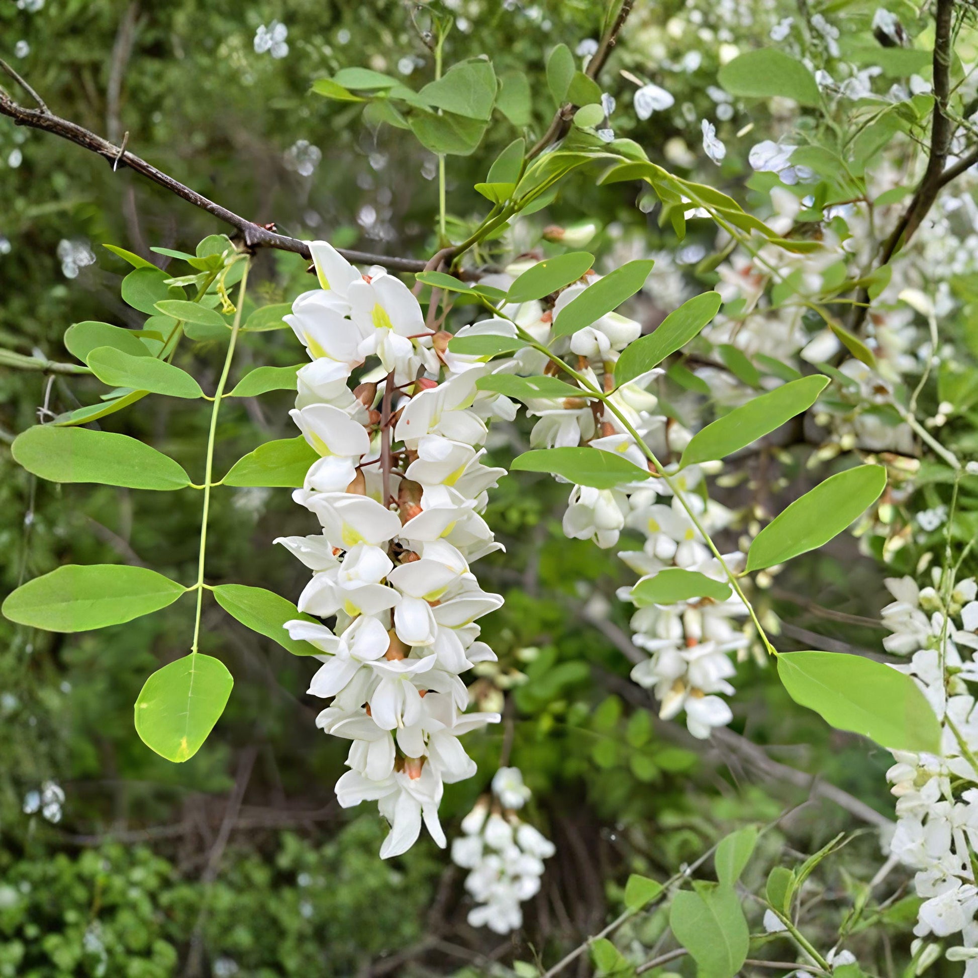 Black Locust Sapling Bare Root Tree – Fast-Growing Shade Tree for Garden and Landscape