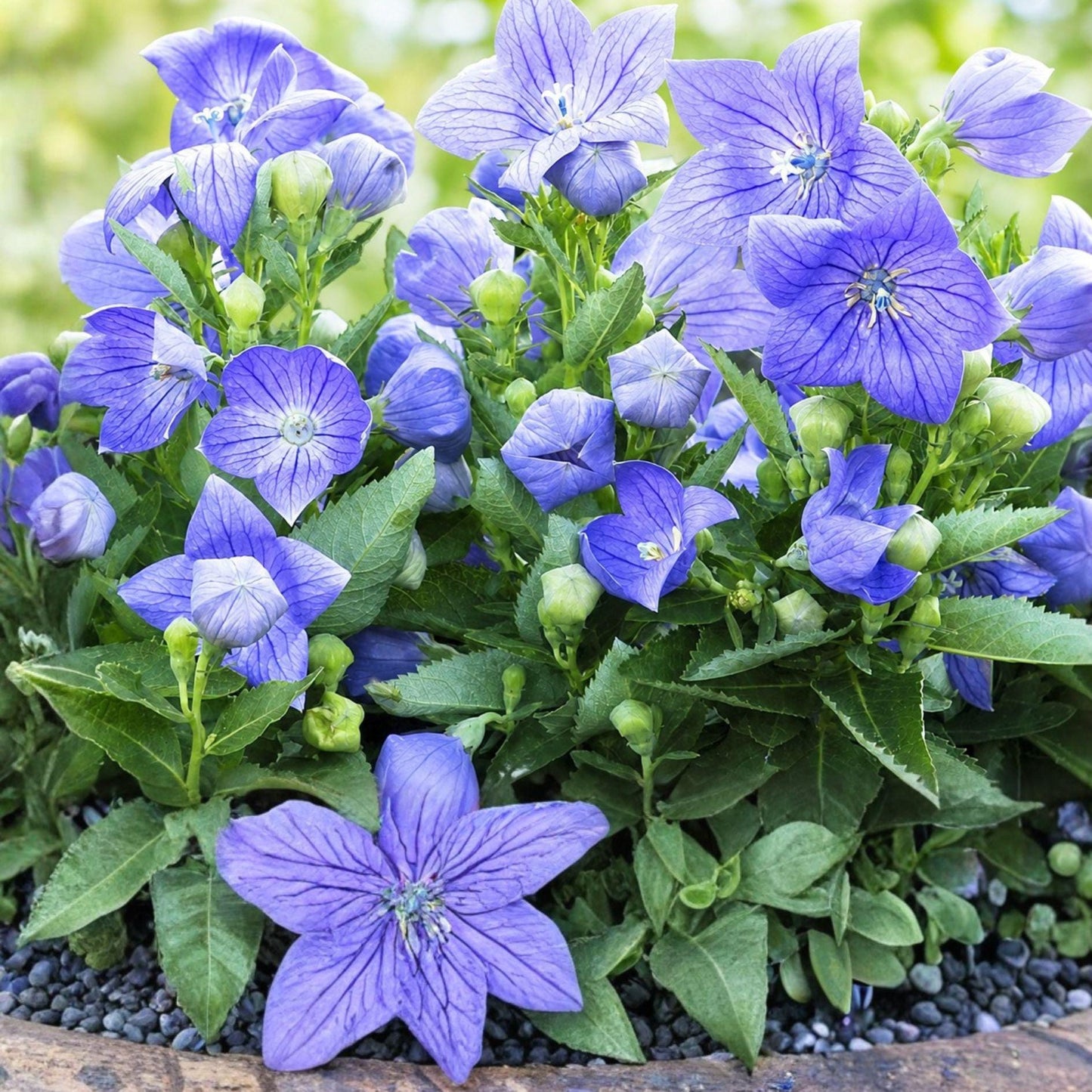 Sentimental Blue Balloon Flower Plant – Platycodon grandiflorus ‘Sentimental Blue’ – Blue Star-Shaped Flowers, Perennial, Compact