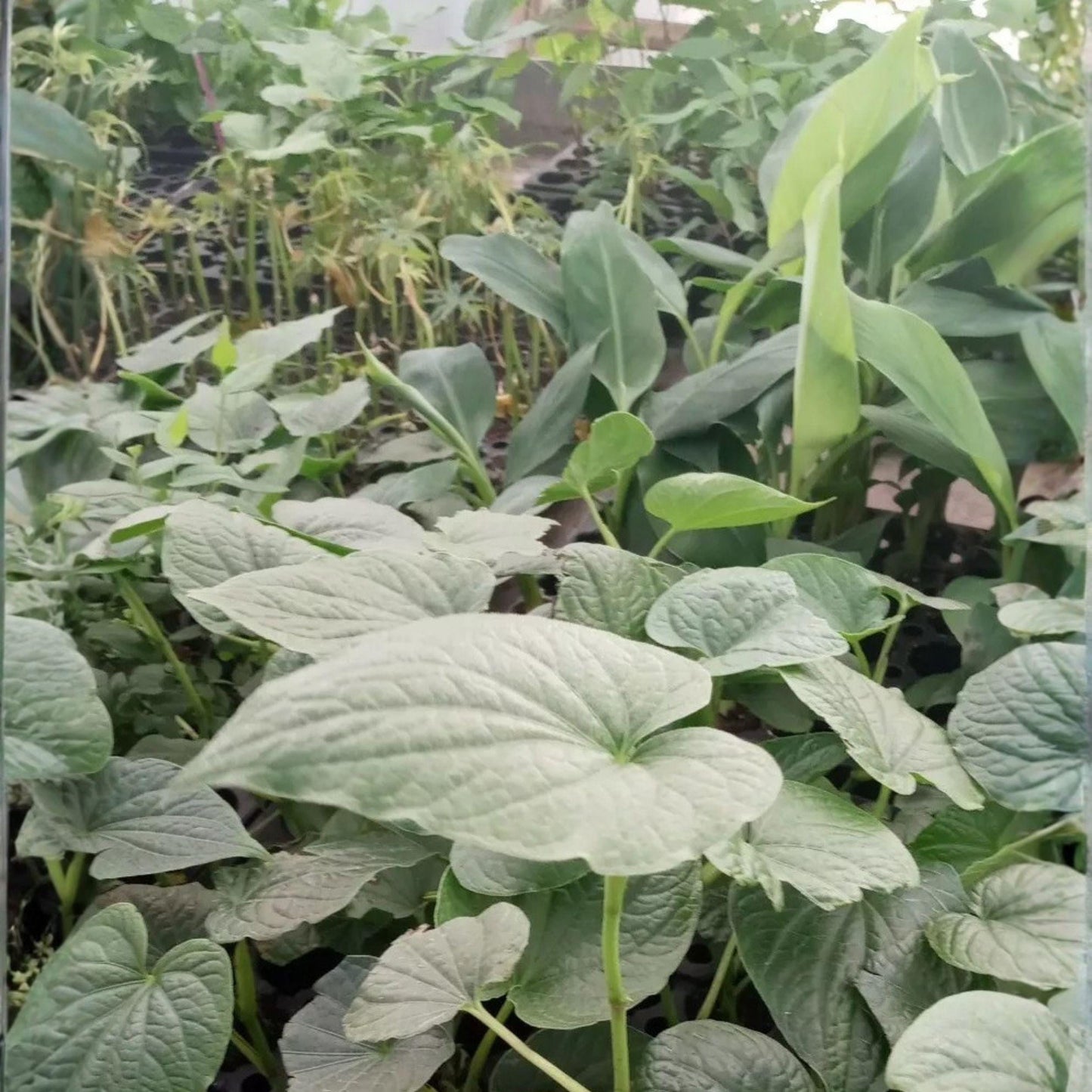 Piper Methysticum Live Plant 5 Inches Rooted Starter Kava ISA Tropical Rare Plant