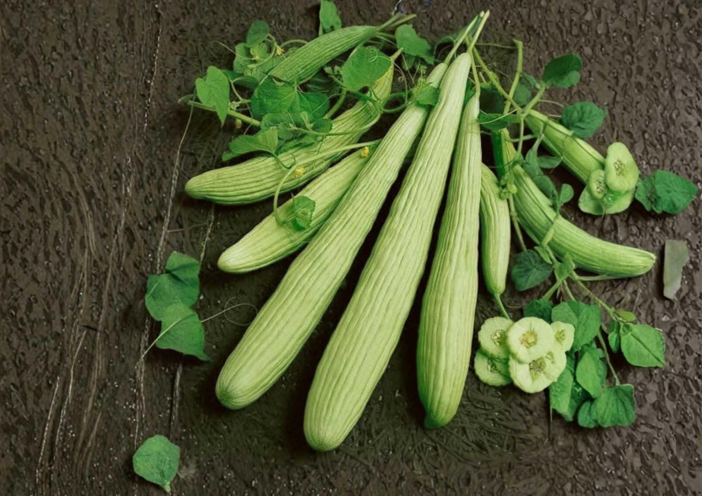 50+ Armenian Yard Long Cucumber Seeds - Heirloom Organic Non-GMO Vegetable Seeds for Garden Planting