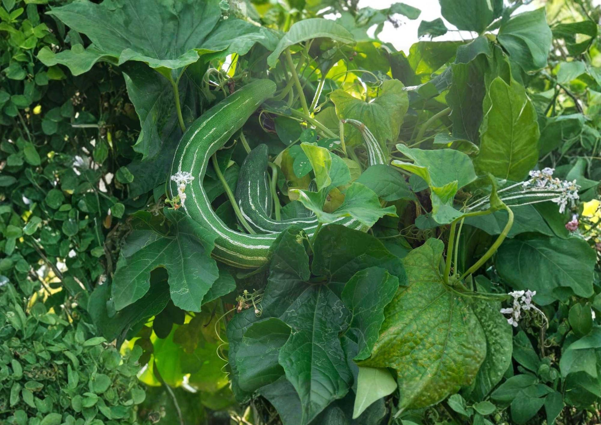 Painted Serpent Cucumber Seeds – Heirloom Non-GMO Rare Asian Vegetable, Long Striped Sweet Crisp Cucumbers for Garden Planting
