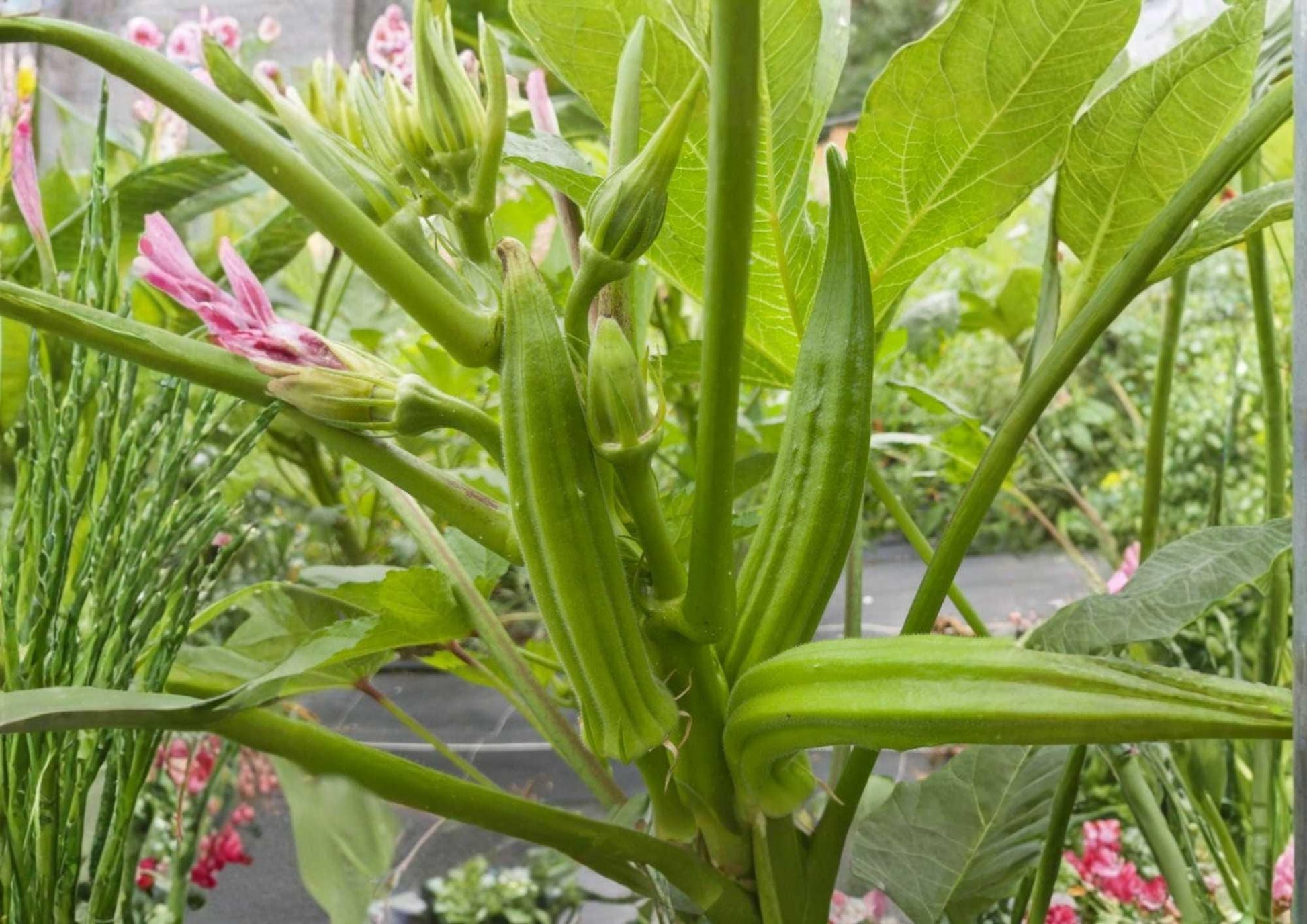 Louisiana Longhorn Cowhorn Okra Seeds – Heirloom Vegetable Seeds for Garden Planting, Extra-Long Green Pods, High Yield, Tender Pods