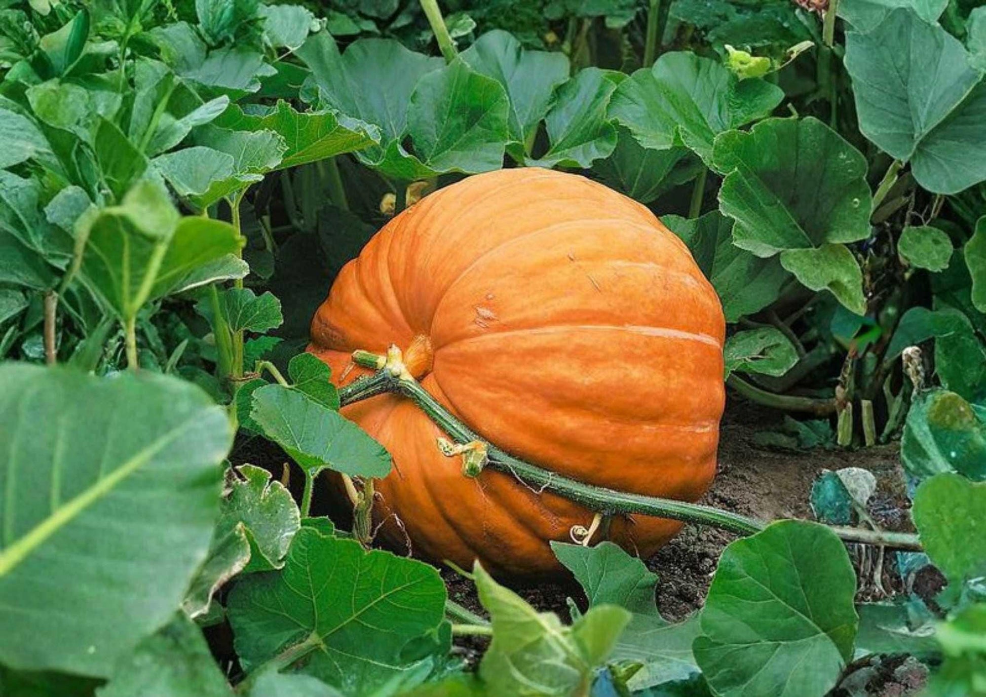 Big Max Pumpkin Seeds – Heirloom Non-GMO Giant Orange Vegetable Seeds for Garden, Competition, and Fall Displays