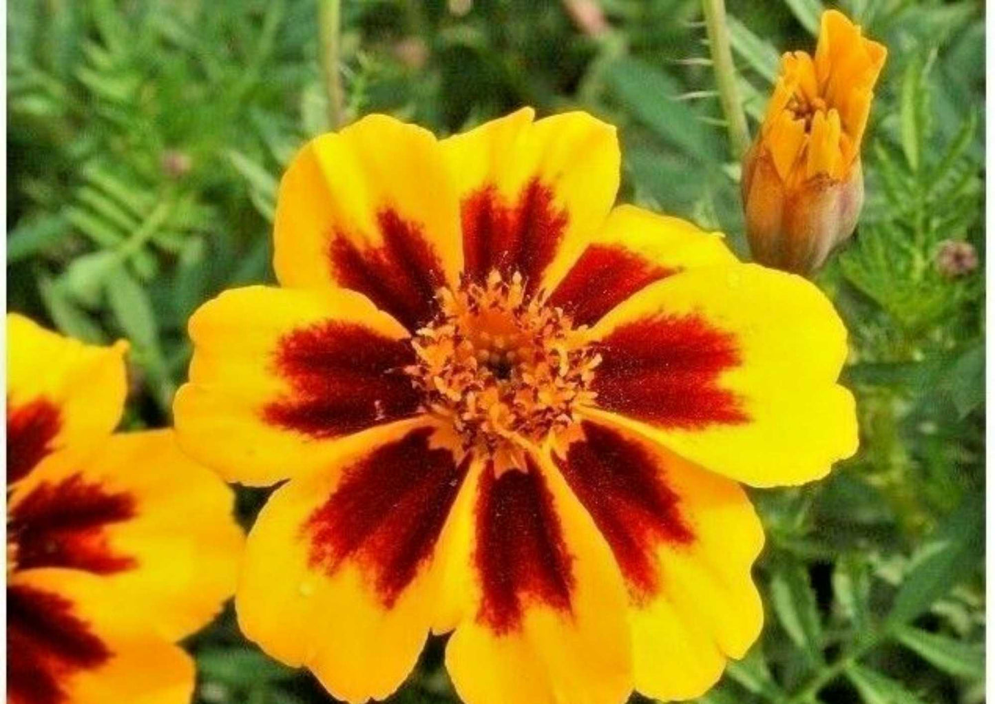 French Marigold Seeds, Dwarf Naughty Marietta, Golden Red Blooms, Heirloom Pollinator-Friendly Garden Planting