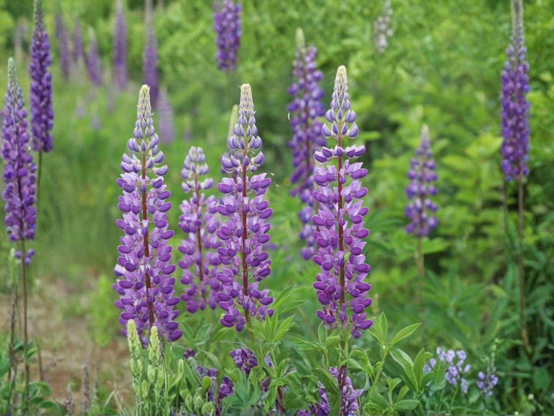 Large Leaf Lupine Seeds | Lupinus polyphyllus Flowering Plant | Blue, Purple, Pink | Perennial Garden Seeds
