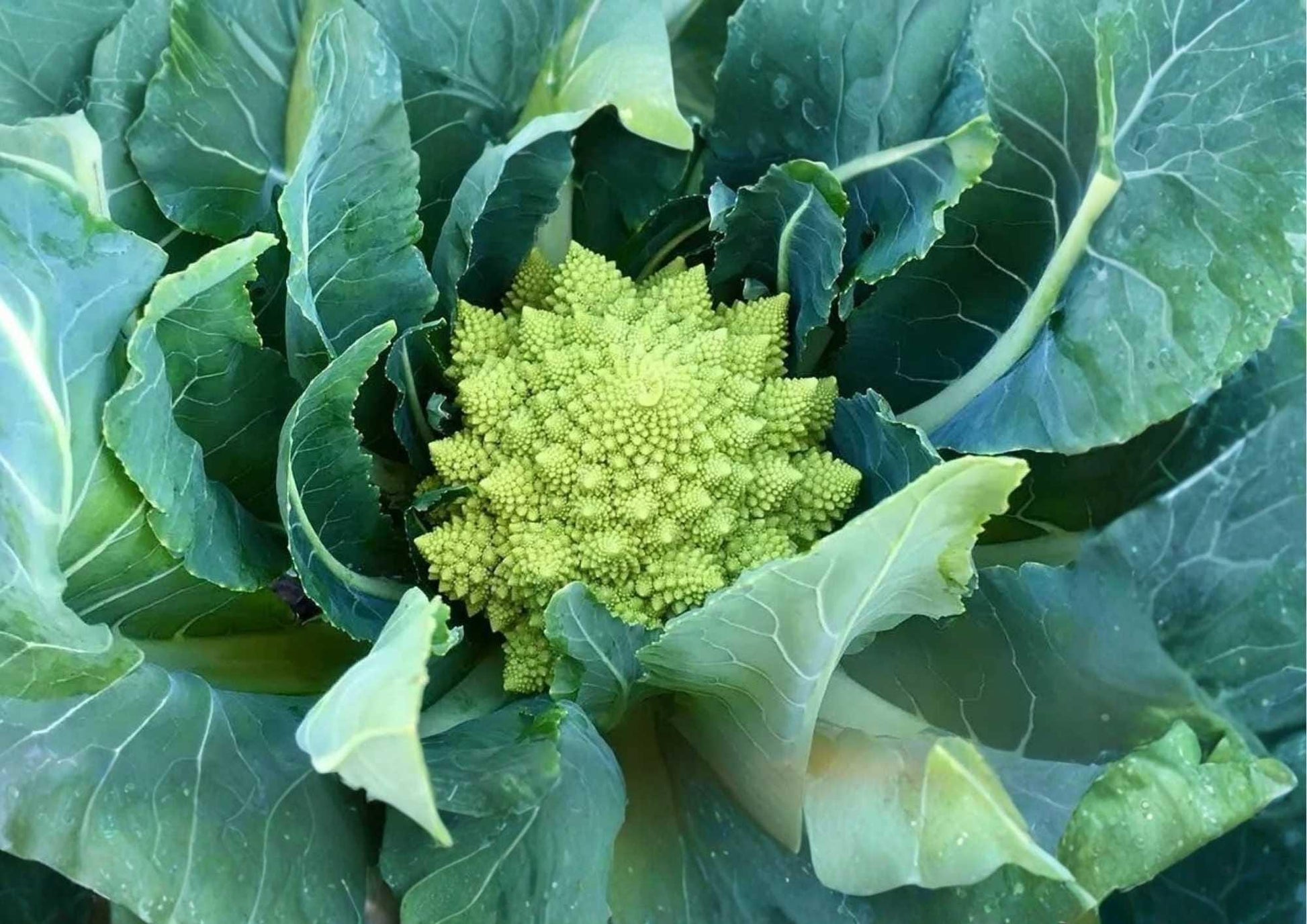 200+ Romanesco Broccoli Seeds – Heirloom Non-GMO Vegetable Seeds for Garden Planting, Fractal Lime Green Heads, Nutty Flavor