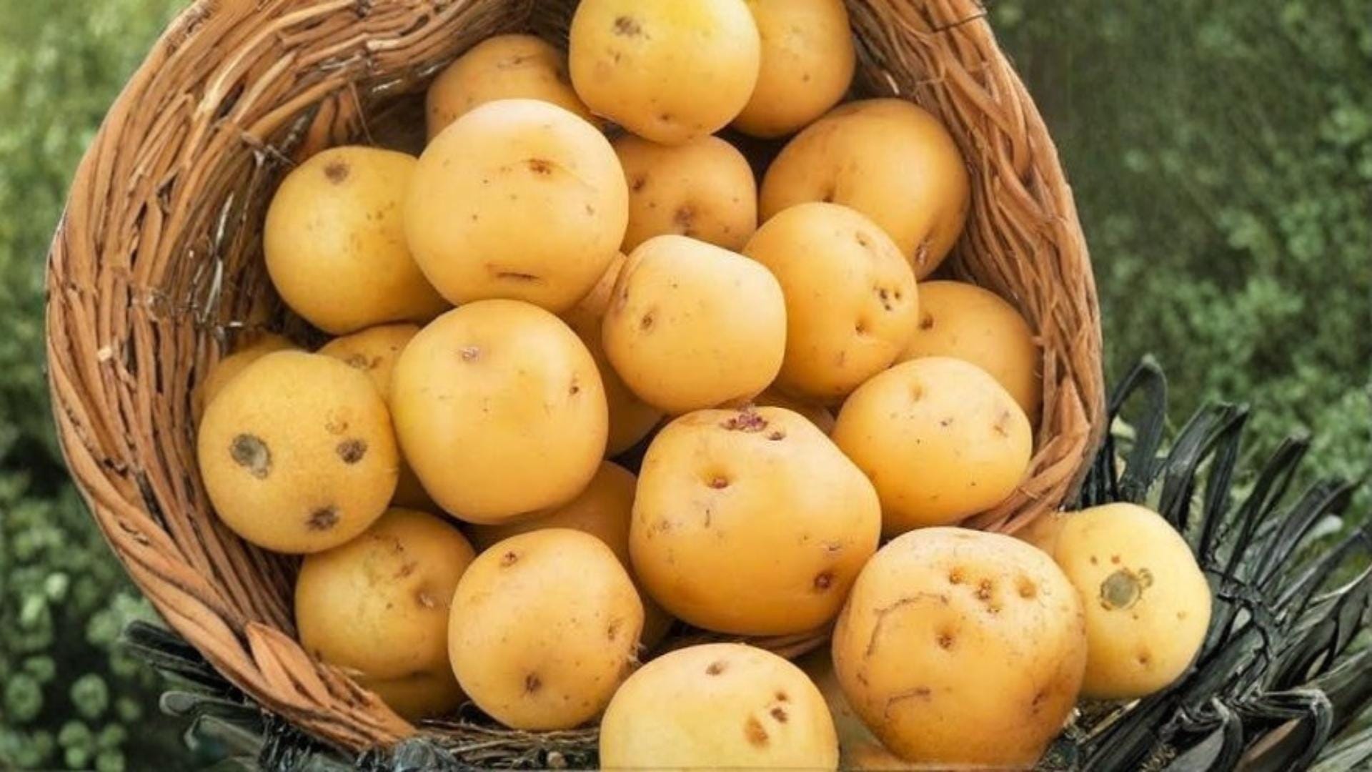 Kennebec Potato Seeds 5 Pounds – Solanum tuberosum, Edible Tuber Crop for Home Garden and Outdoor Cultivation