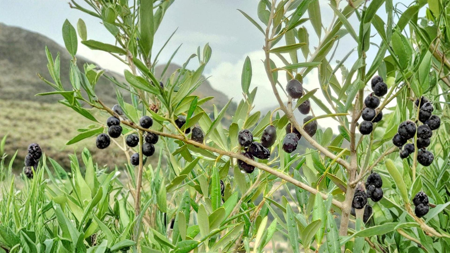 Olive Tree Seeds – Olea europaea – Edible Fruit, Evergreen Mediterranean Plant, Container & Garden Growth