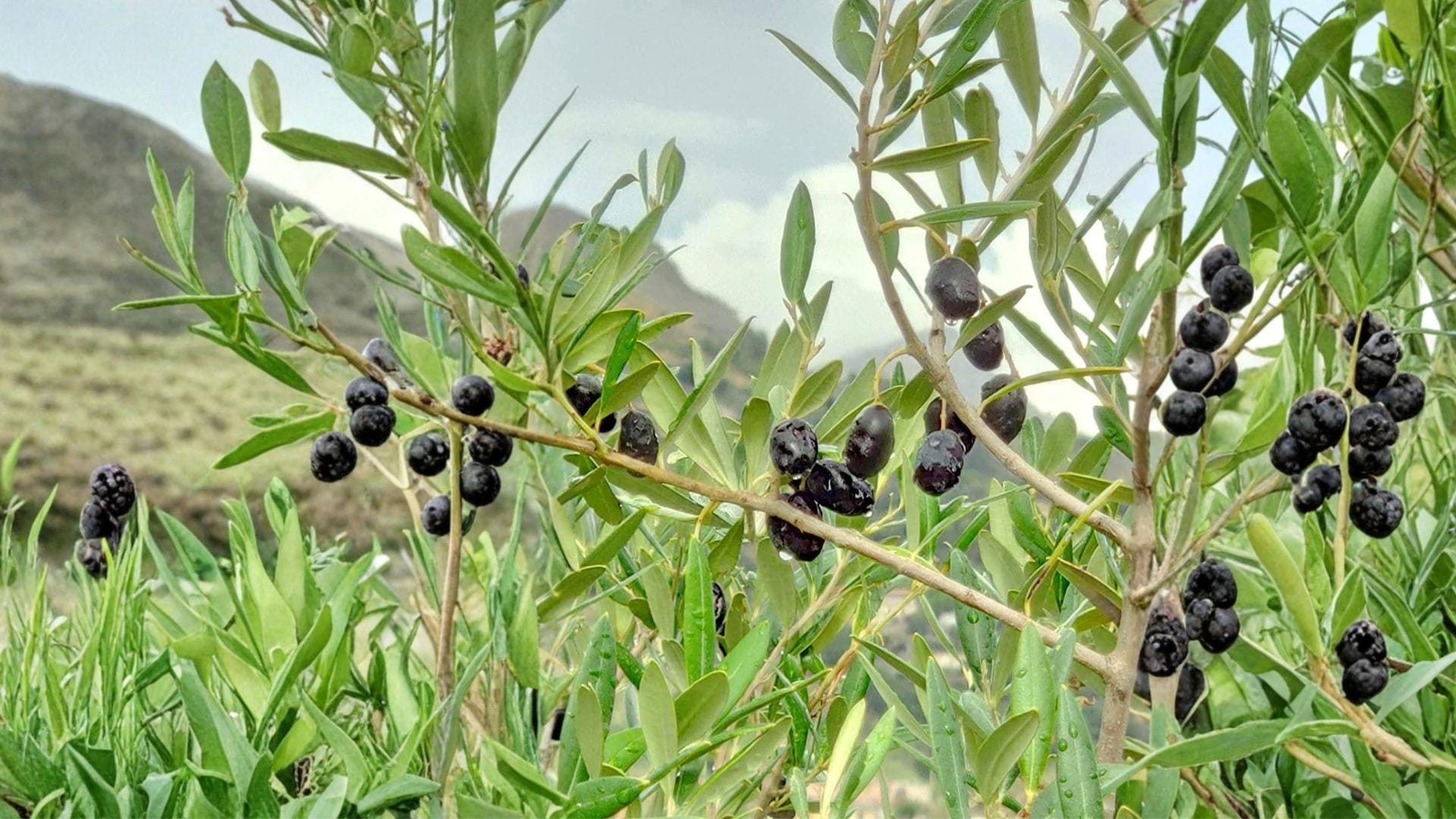 Olive Tree Seeds – Olea europaea – Edible Fruit, Evergreen Mediterranean Plant, Container & Garden Growth
