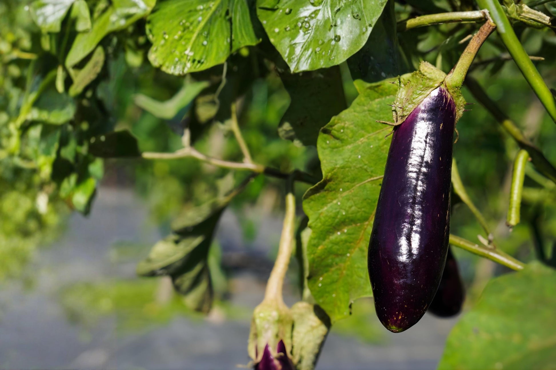 Long Purple Eggplant Seeds (50) | Heirloom Solanum melongena for Gardening, Cooking & Container Growing