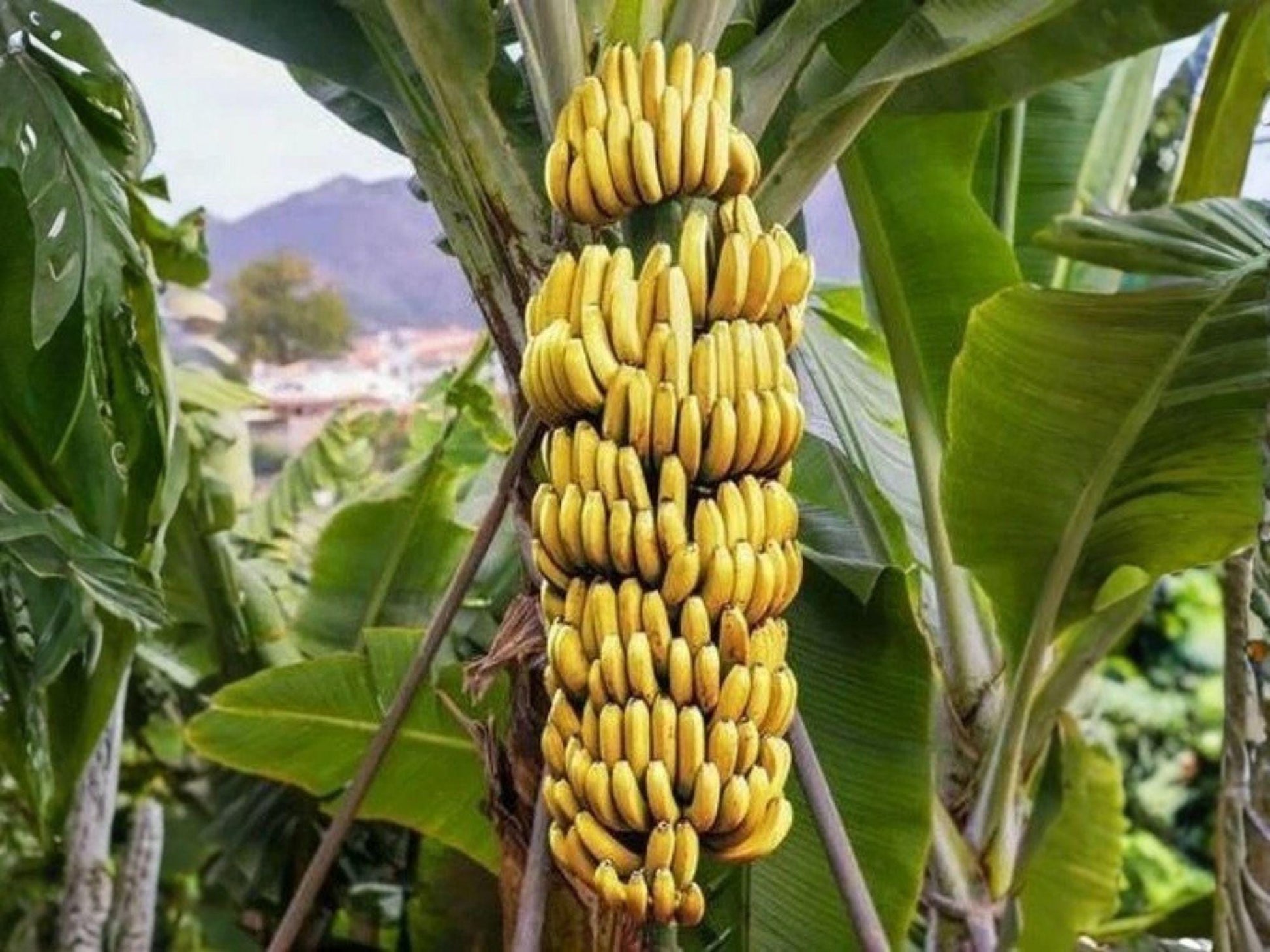 Dwarf Cavendish Banana Plant – Live Roots Starter – Musa Heirloom Non-GMO Outdoor Garden Plant