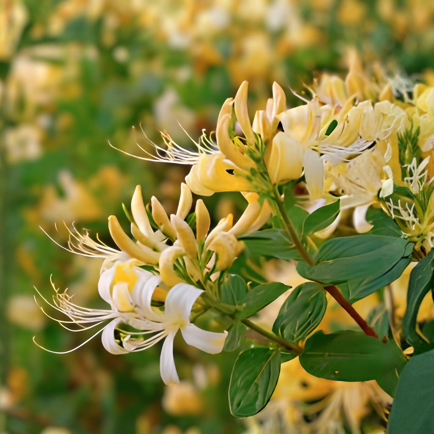 4 Live Hall’s Honeysuckle Vine Plants, Fragrant White-Yellow Flowers, Japanese Lonicera japonica ‘Halliana’
