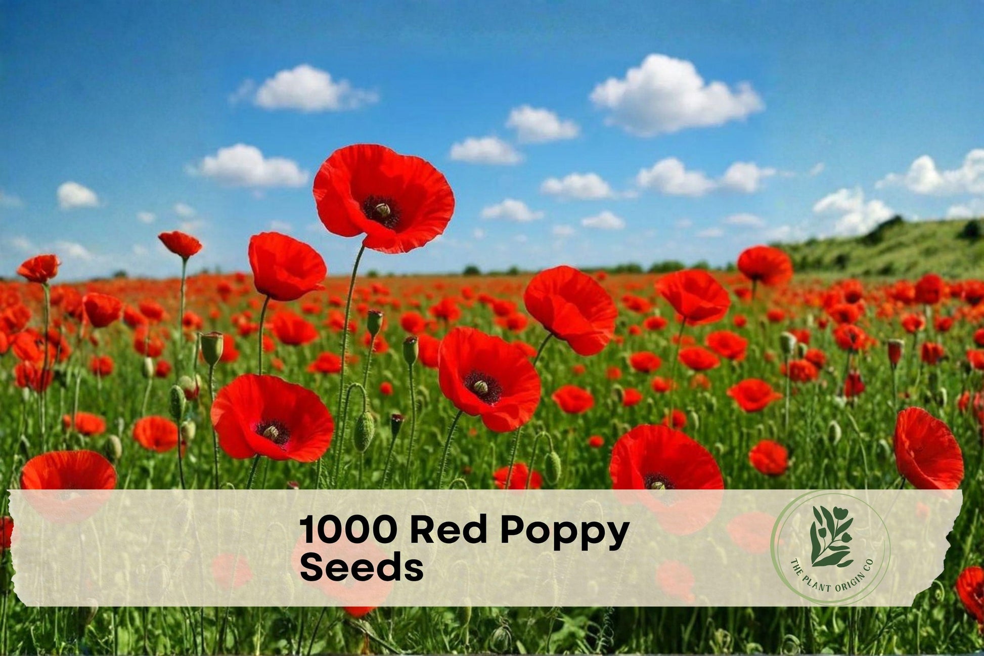 Red Poppy Seeds - 1000 Pack for Wildflower Gardens, Ornamental Borders, Papaver rhoeas, Bright Red Blooms