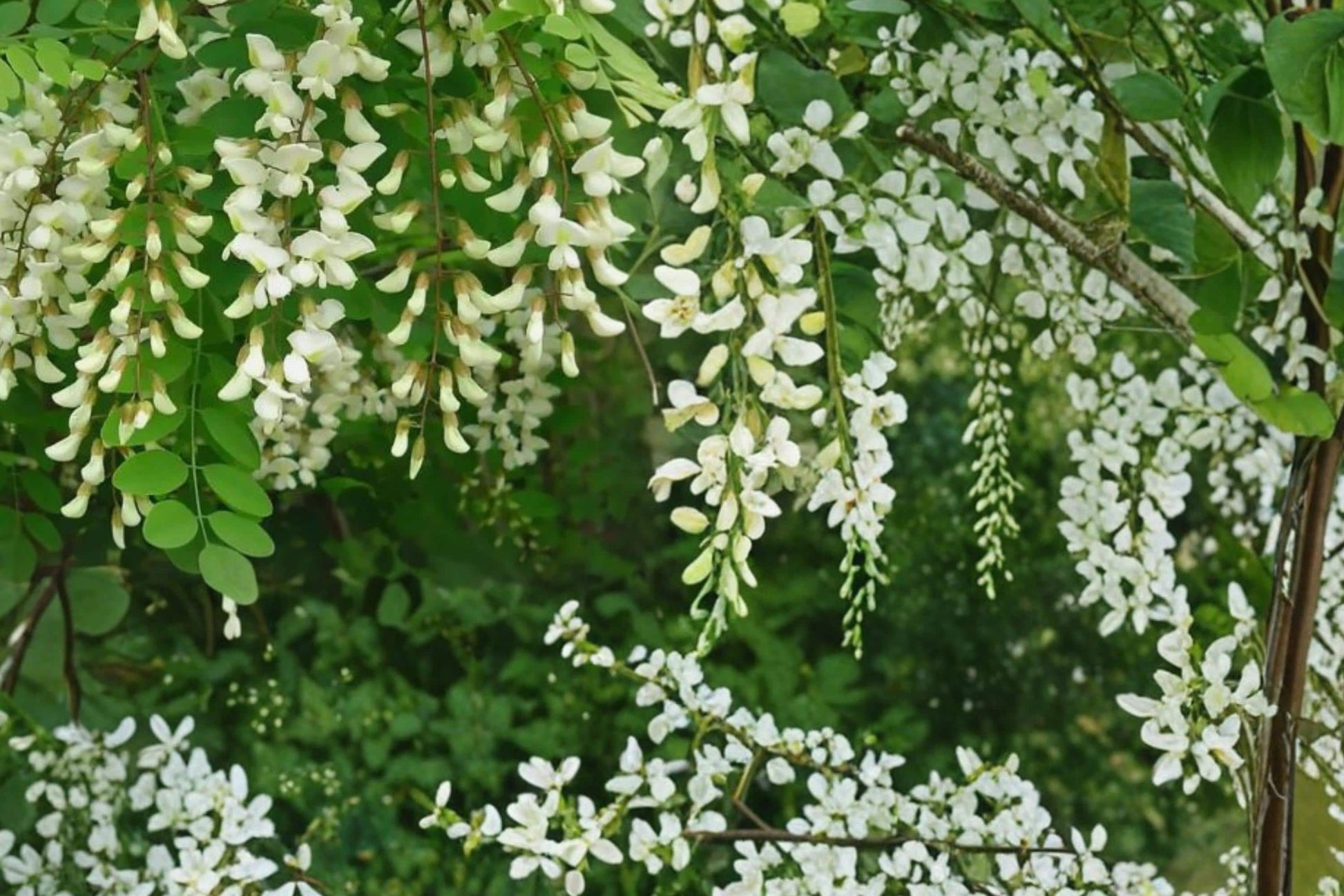 Black Locust Tree Seeds – Robinia pseudoacacia, Deciduous Flowering Tree with White Fragrant Clusters, Pollinator Attractant