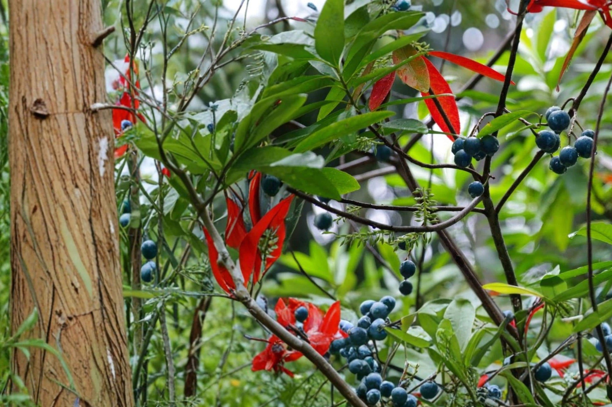 Blue Marble Tree Seeds – Elaeocarpus angustifolius – Tropical Evergreen Tree with Blue Fruit and Glossy Foliage