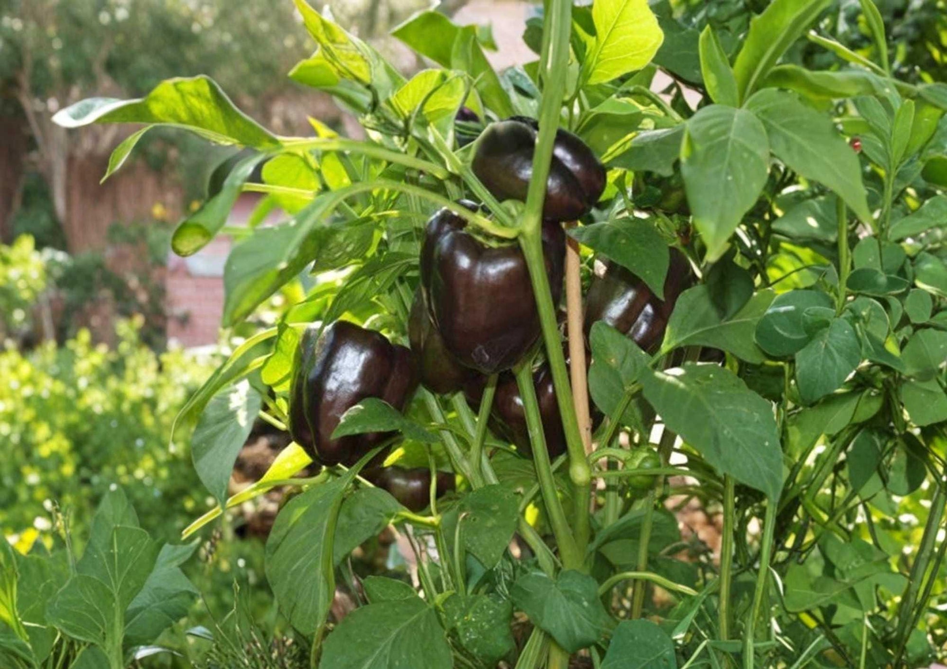 European Black Cherry Tomato Seeds, Heirloom, Dark Purple Red Juicy High Yield Vegetable Seeds for Garden Planting